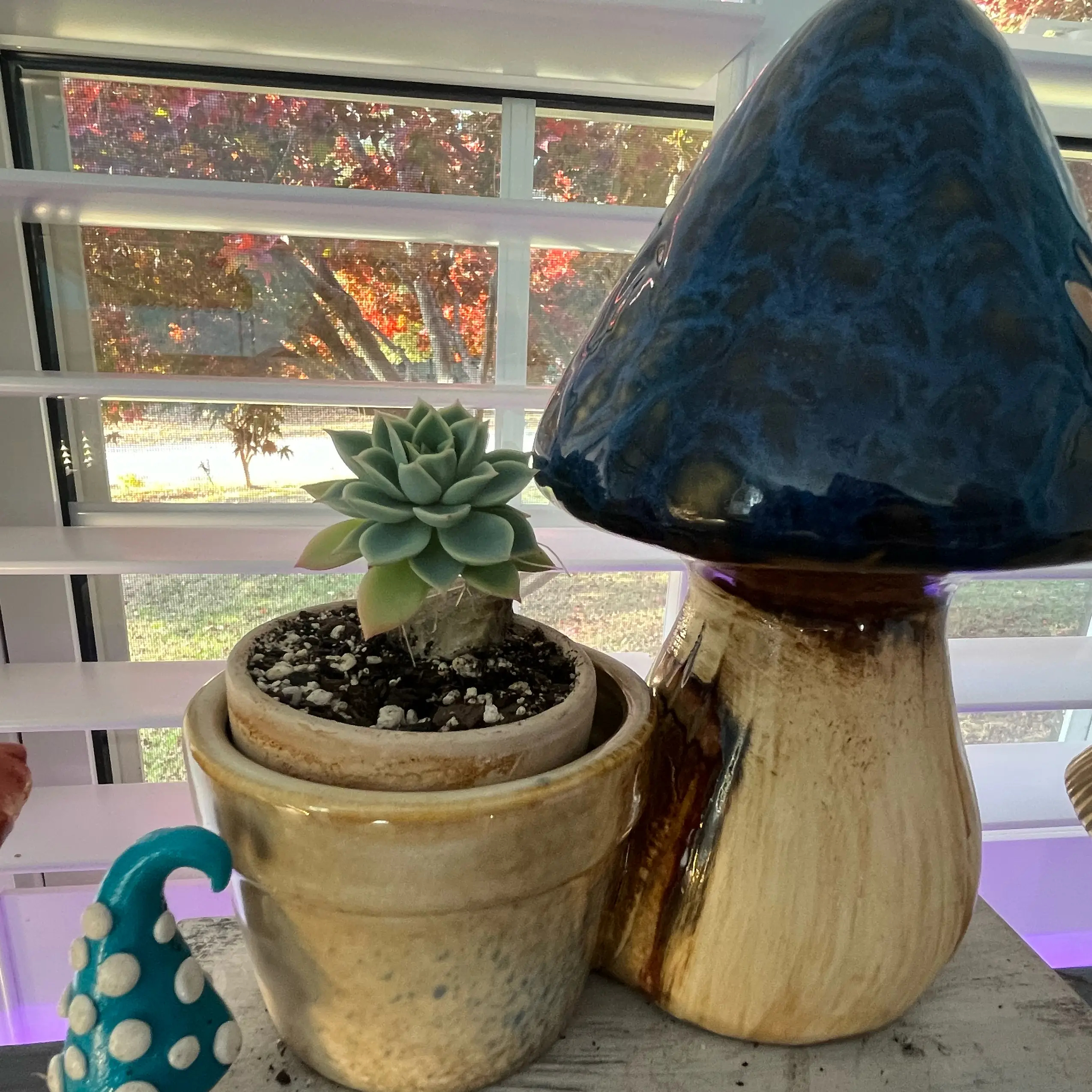 Photo of the plant species Echeveria Blue Atoll by @TidyTigerpear named Baby Blue Atoll (prop) on Greg, the plant care app