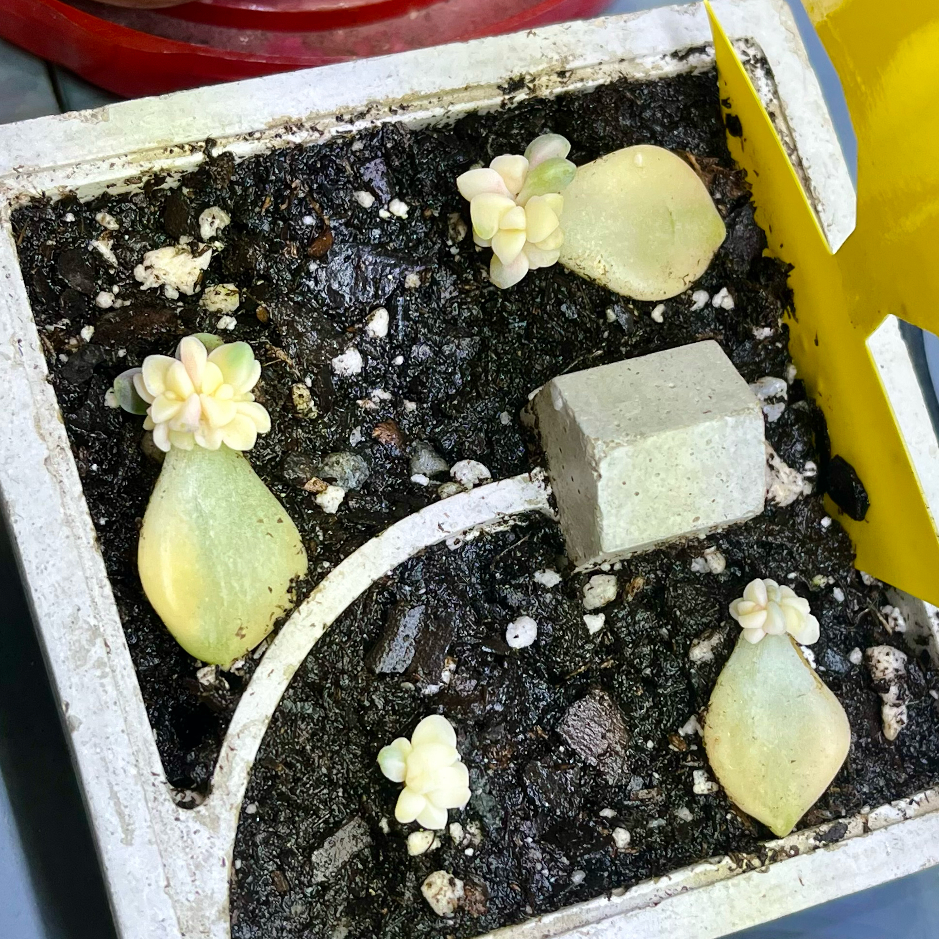 GTV (prop) 🌱