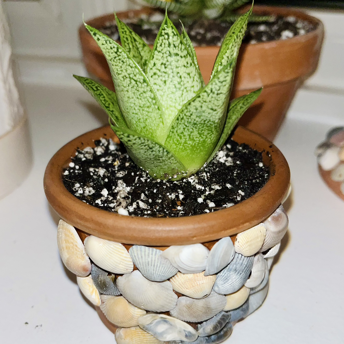 Photo of the plant species Gasteraloe 'D Tiga' by @TidyTigerpear named Willow🌱 on Greg, the plant care app