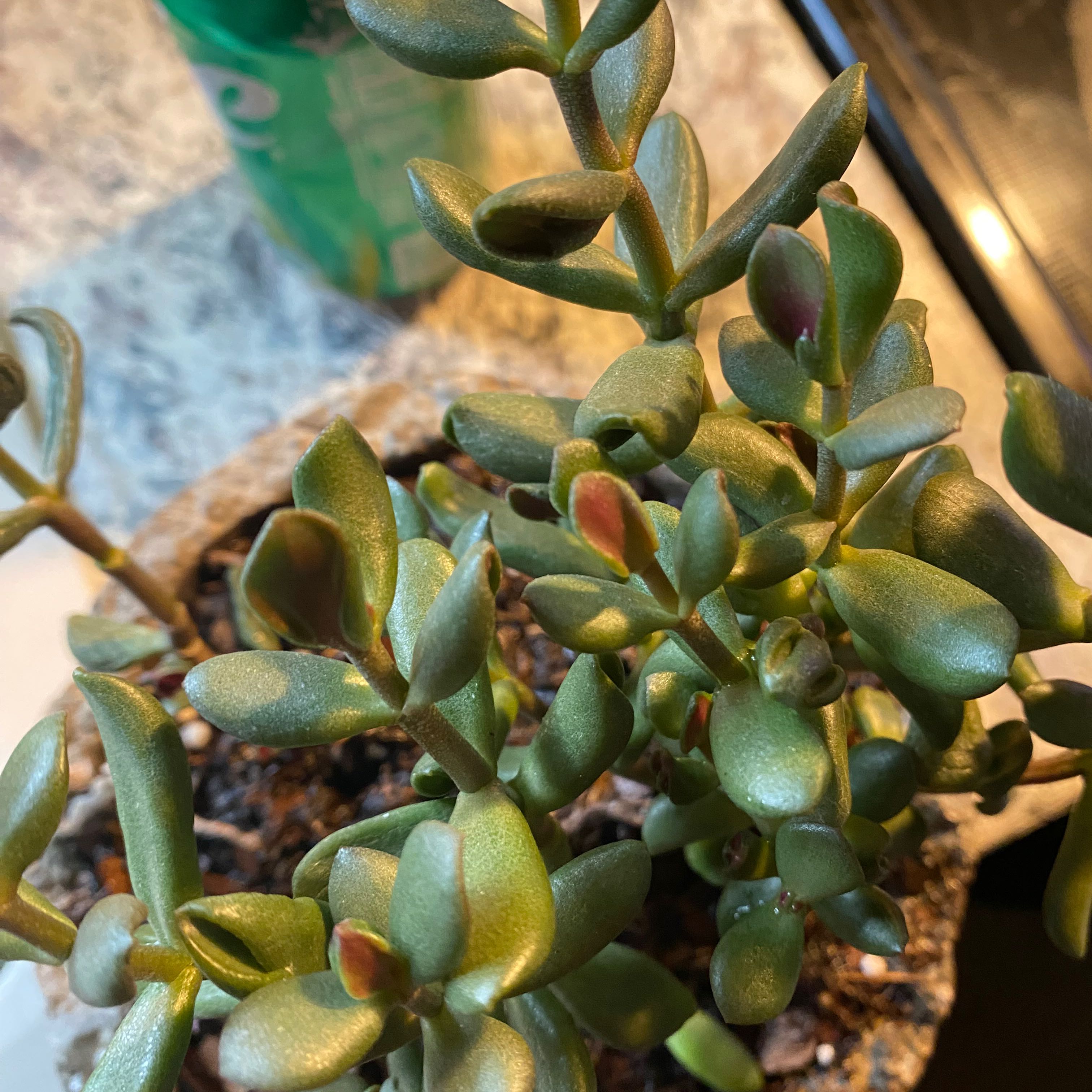 Photo of the plant species Gandalf Jade by @TidyTigerpear named Gandalf🧙🏻‍♂️ on Greg, the plant care app
