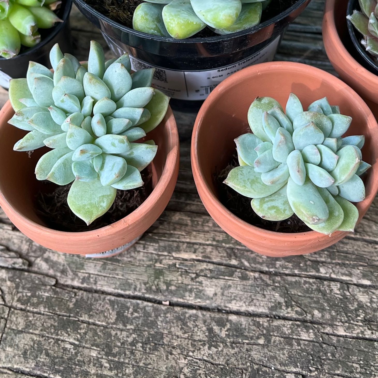 Plant care for Apricot beauty on Greg, the plant care app