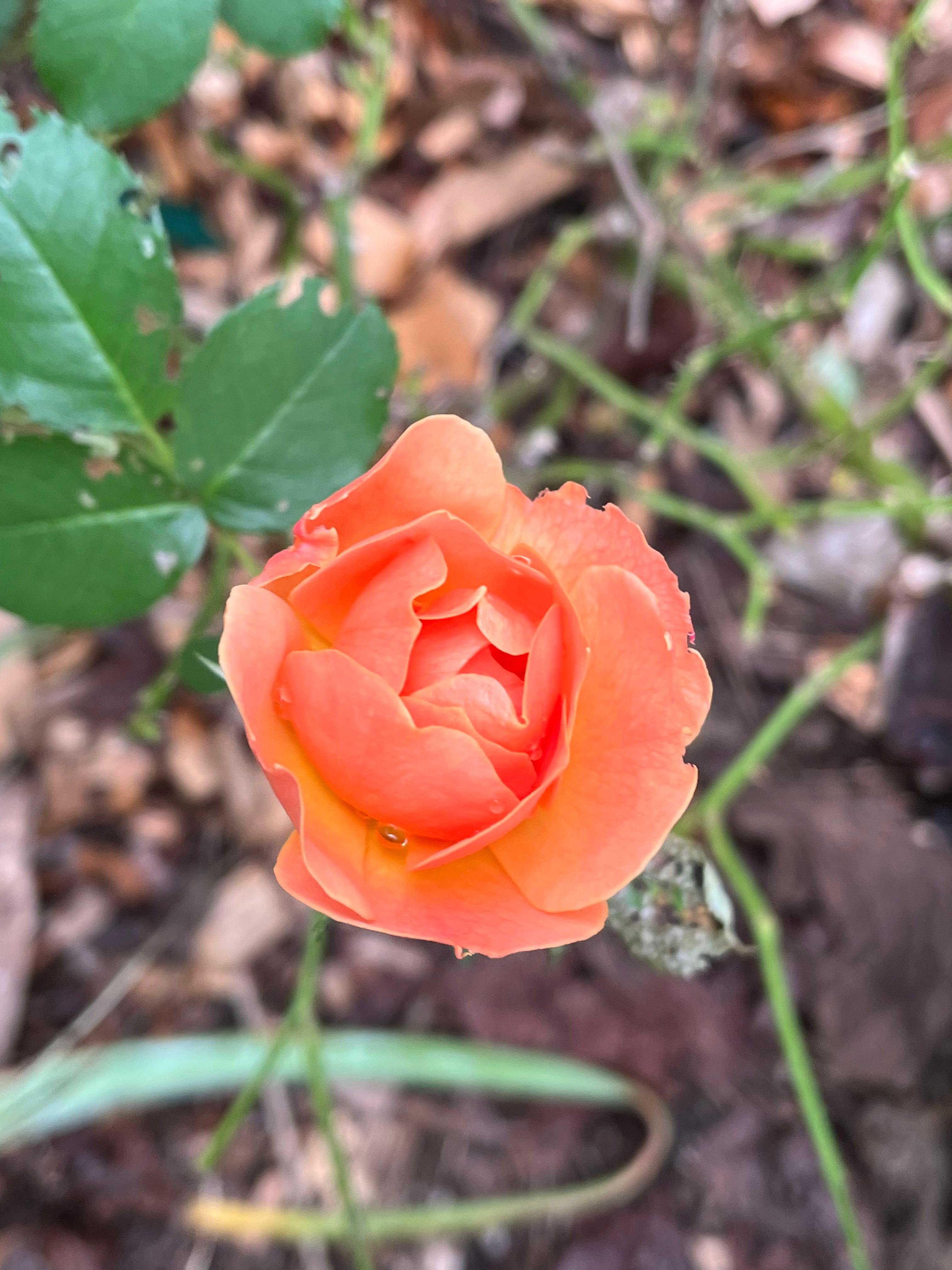 Why Are There Black Spots On My Persian Cyclamen Leaves?
