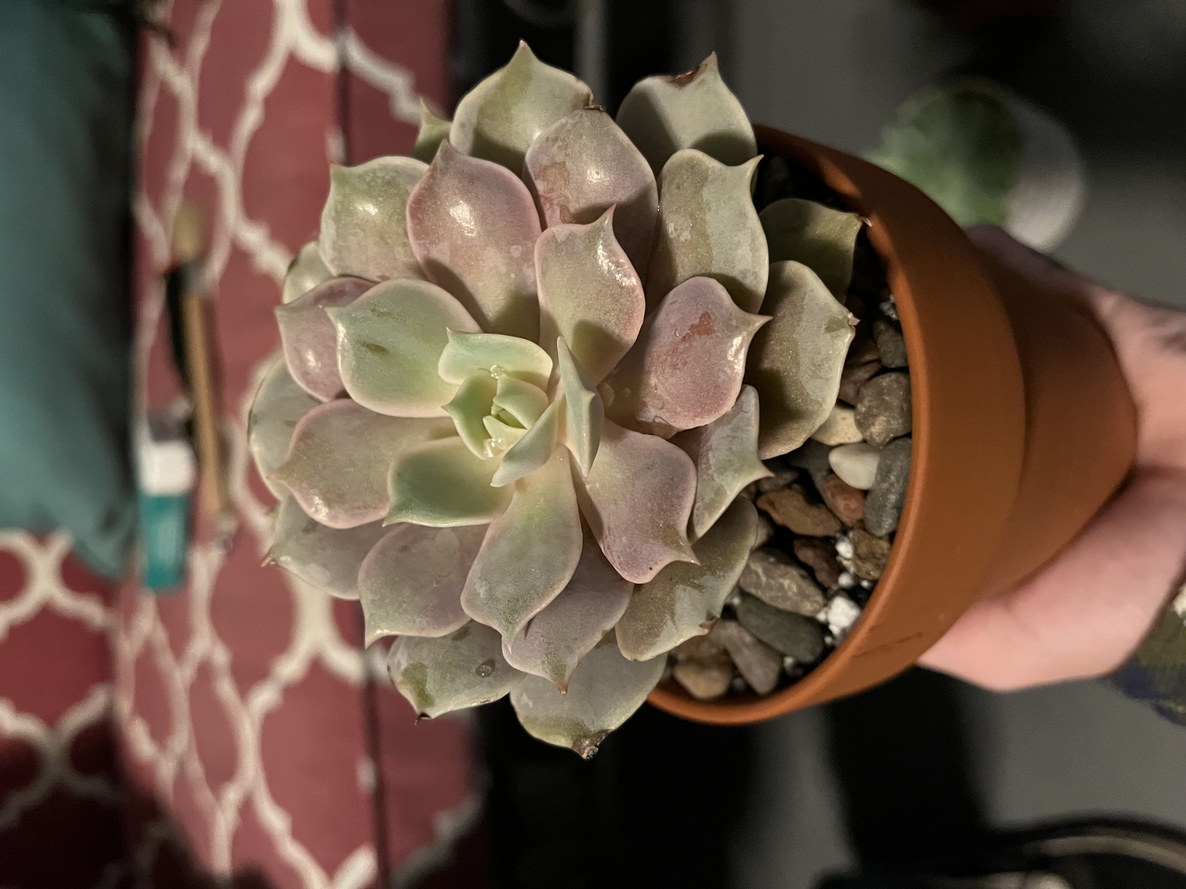 Photo from the post