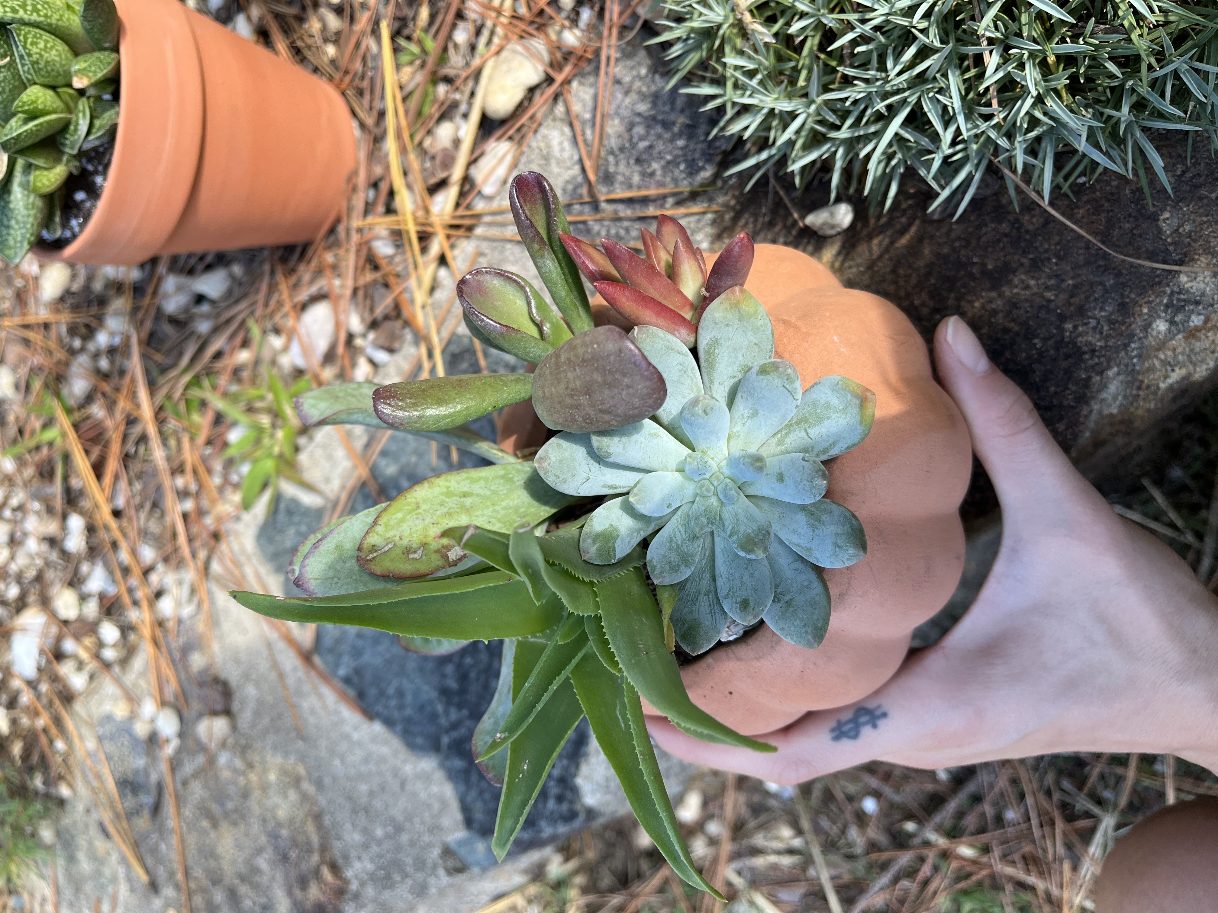 Photo from the post