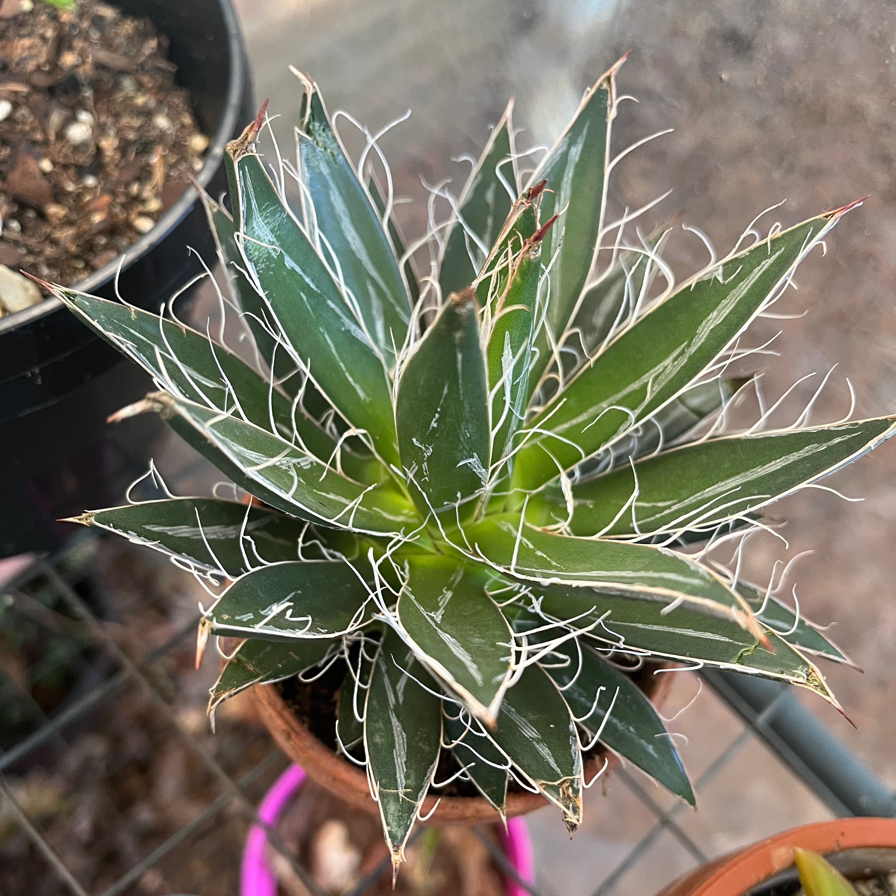 Thread Agave uploaded to the Greg plant app by @TidyTigerpear