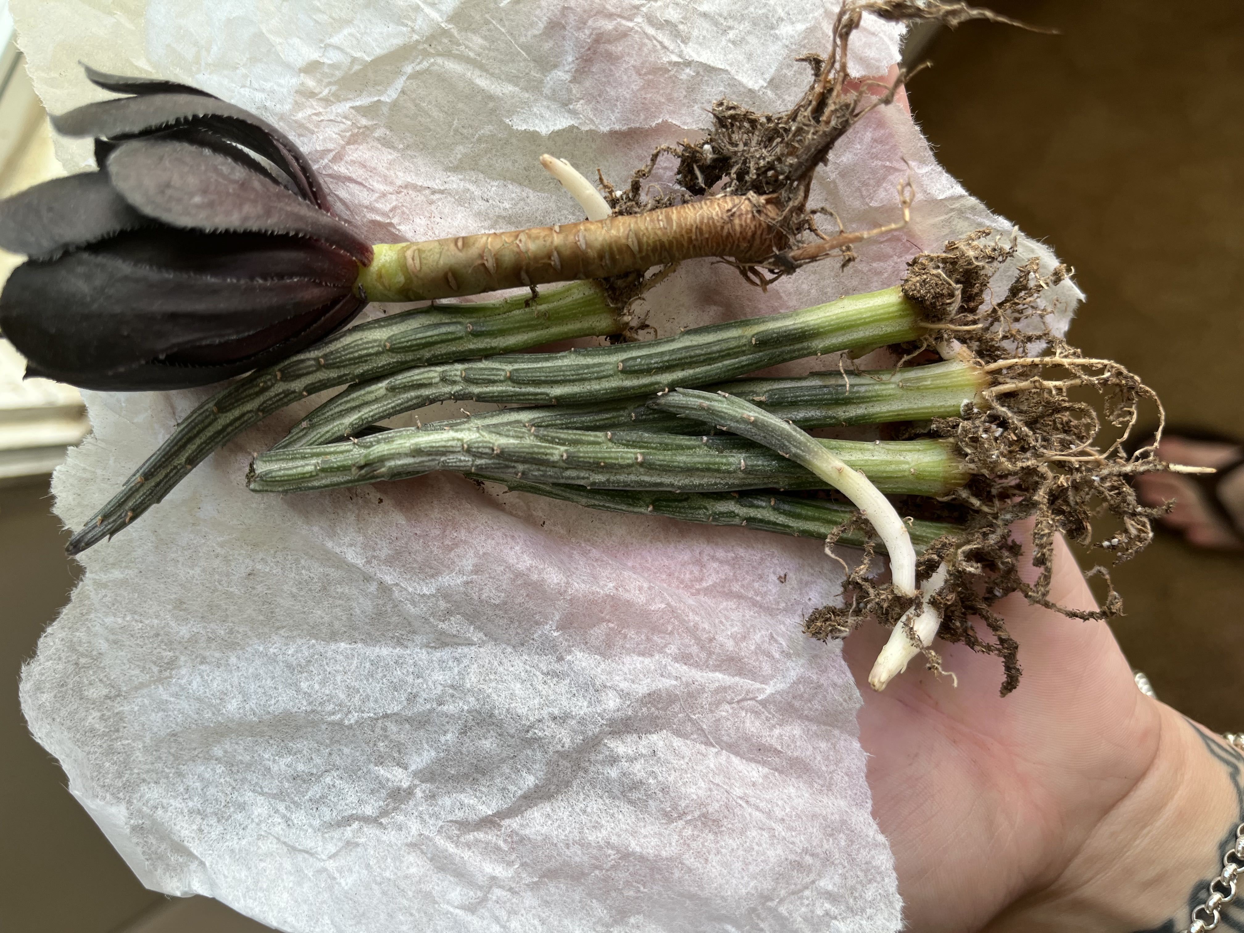 Photo from the post