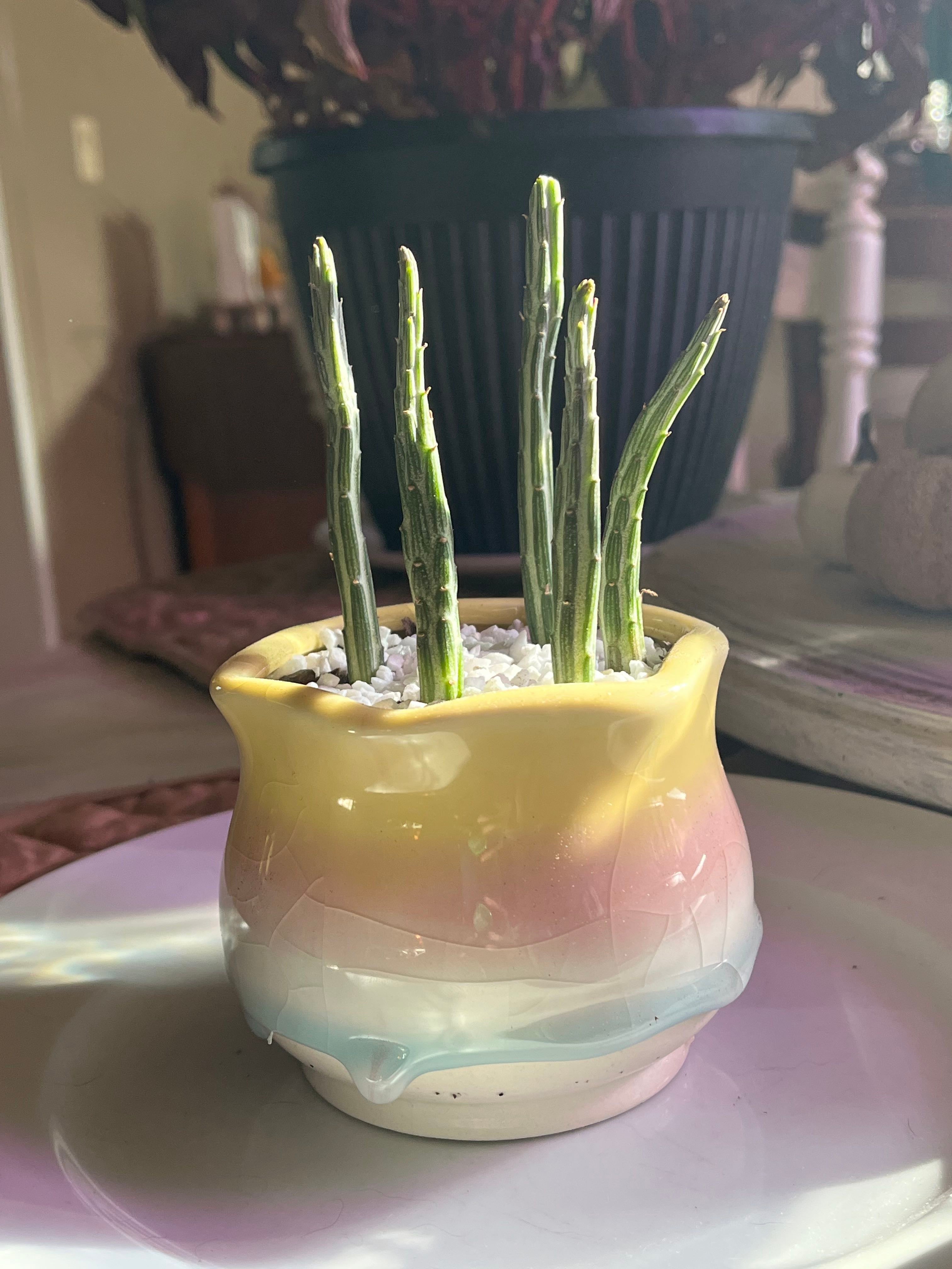 Good Temperature Range for Your Cat's Paw 🐾