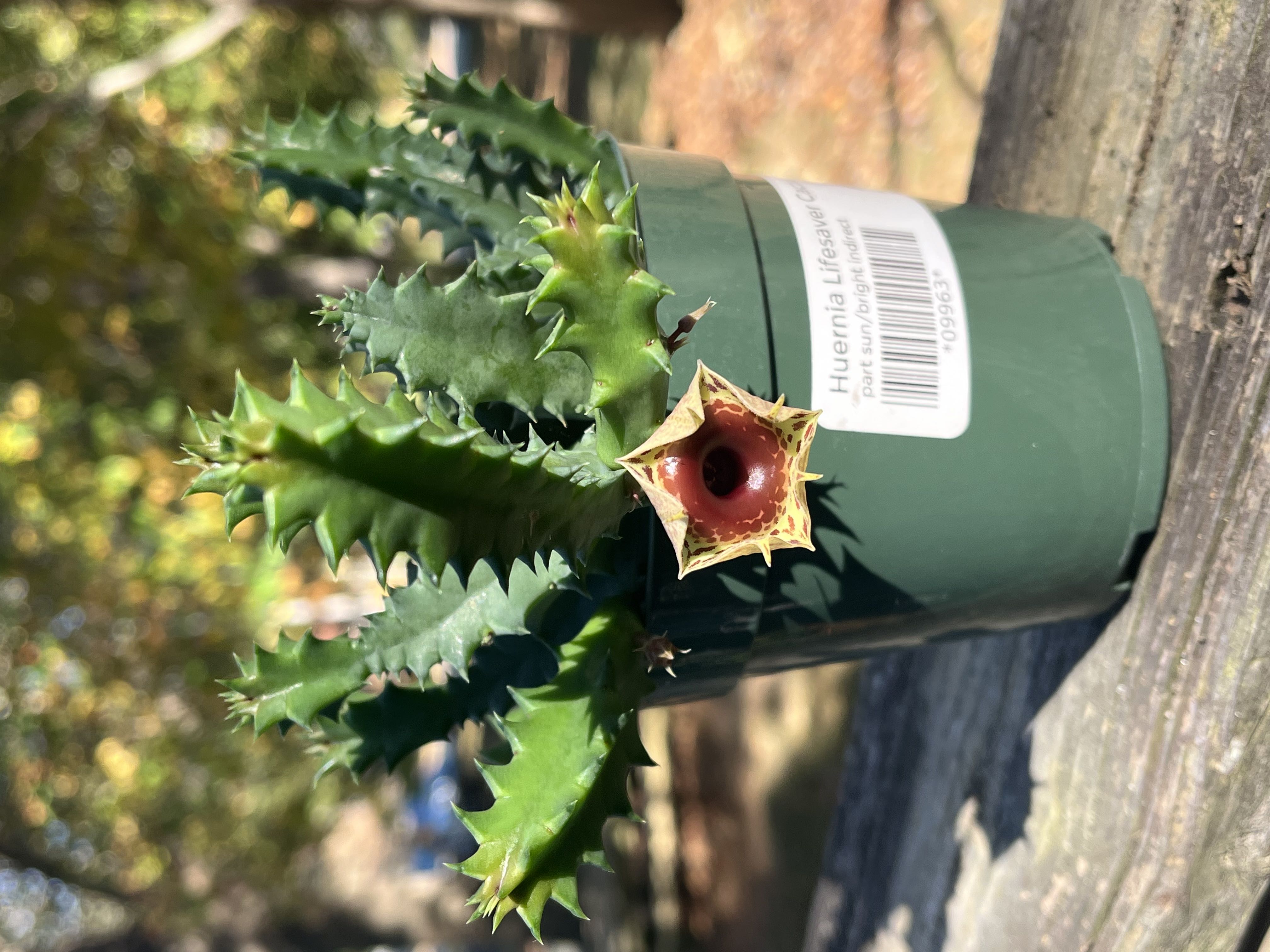 Photo from the post