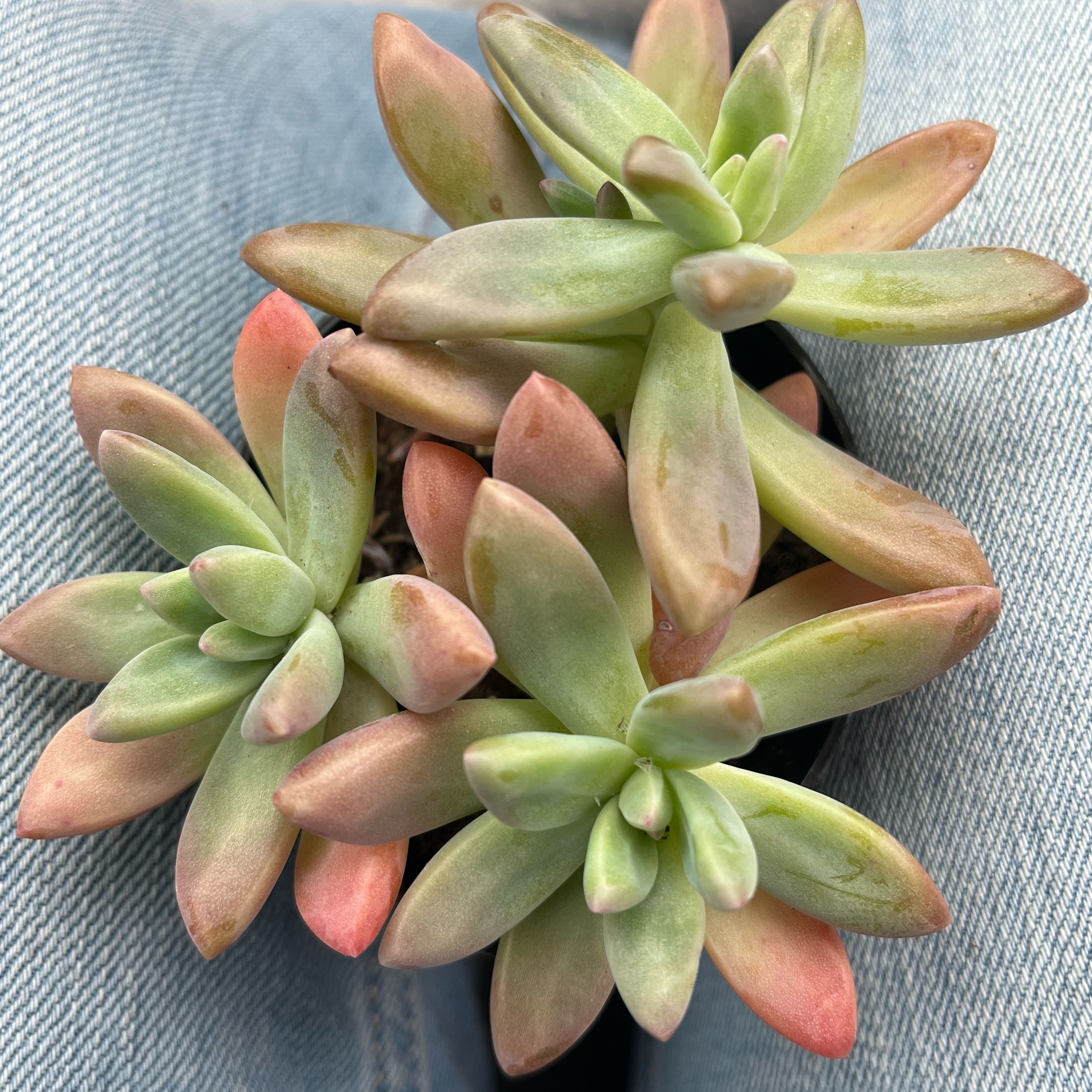 Ethel🌿