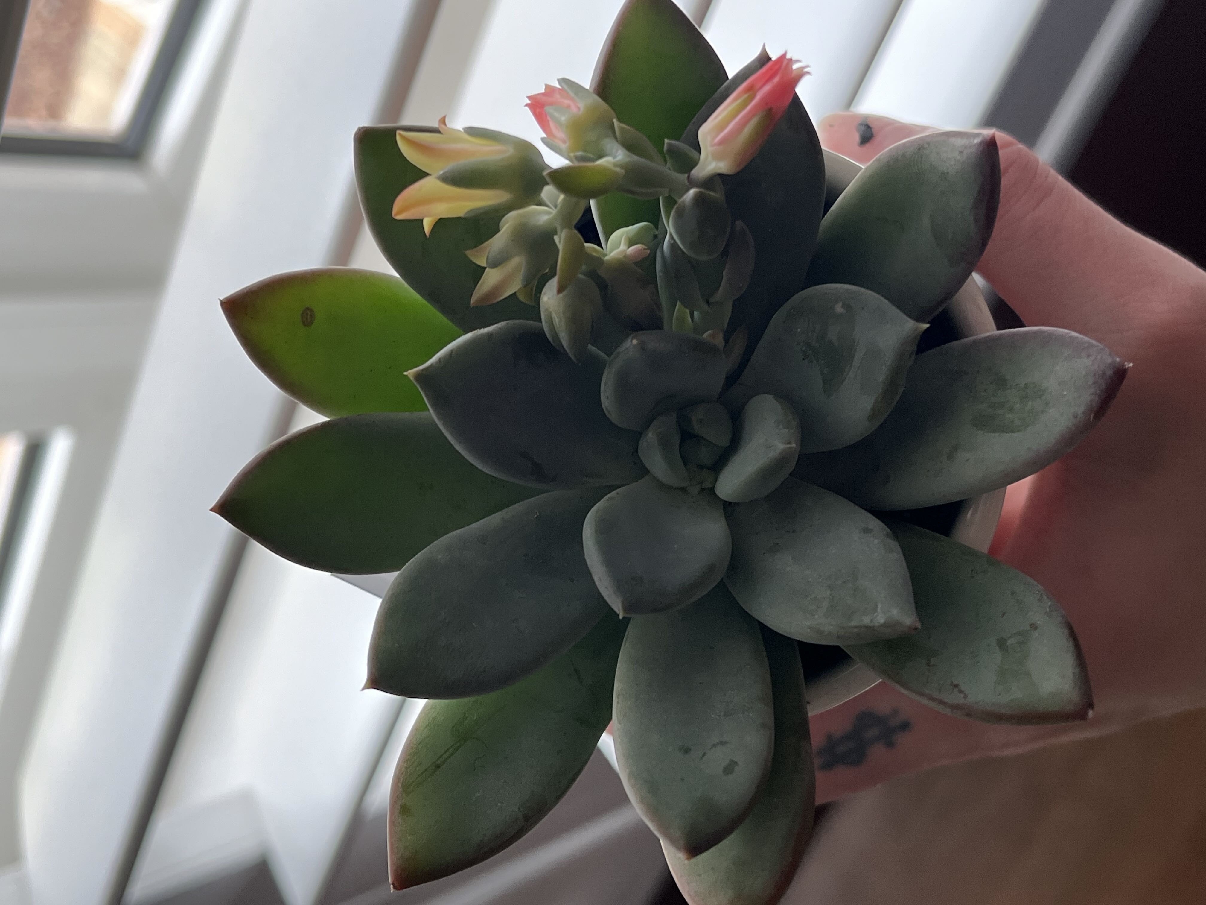 Photo from the post