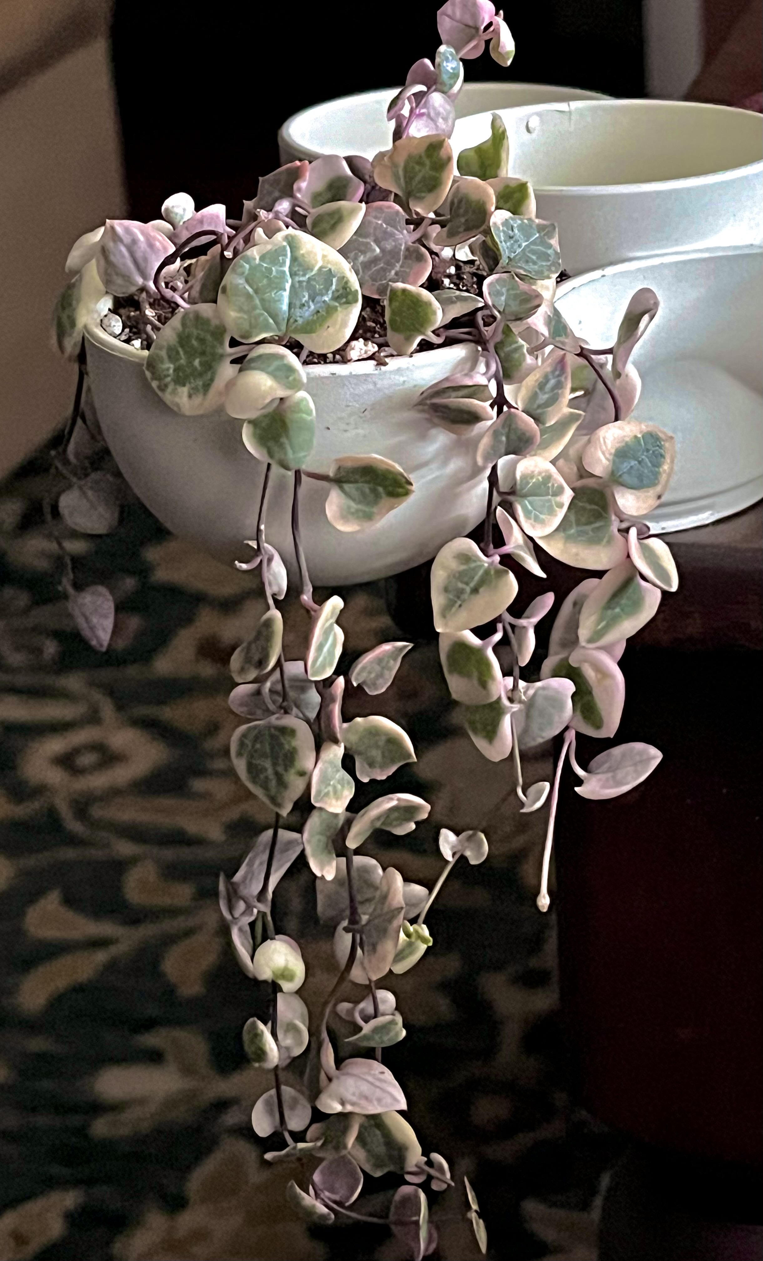 Photo from the post
