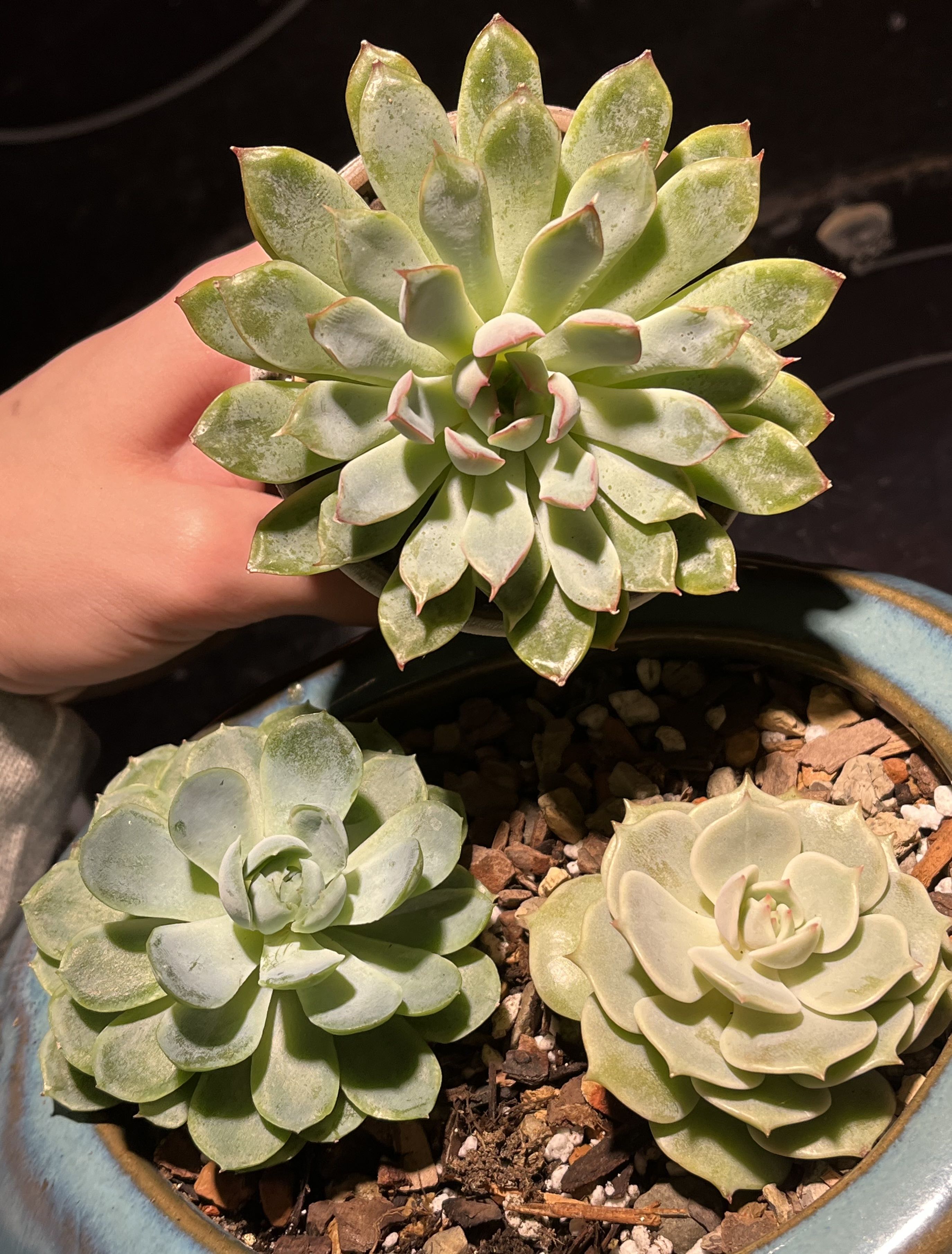 Photo from the post