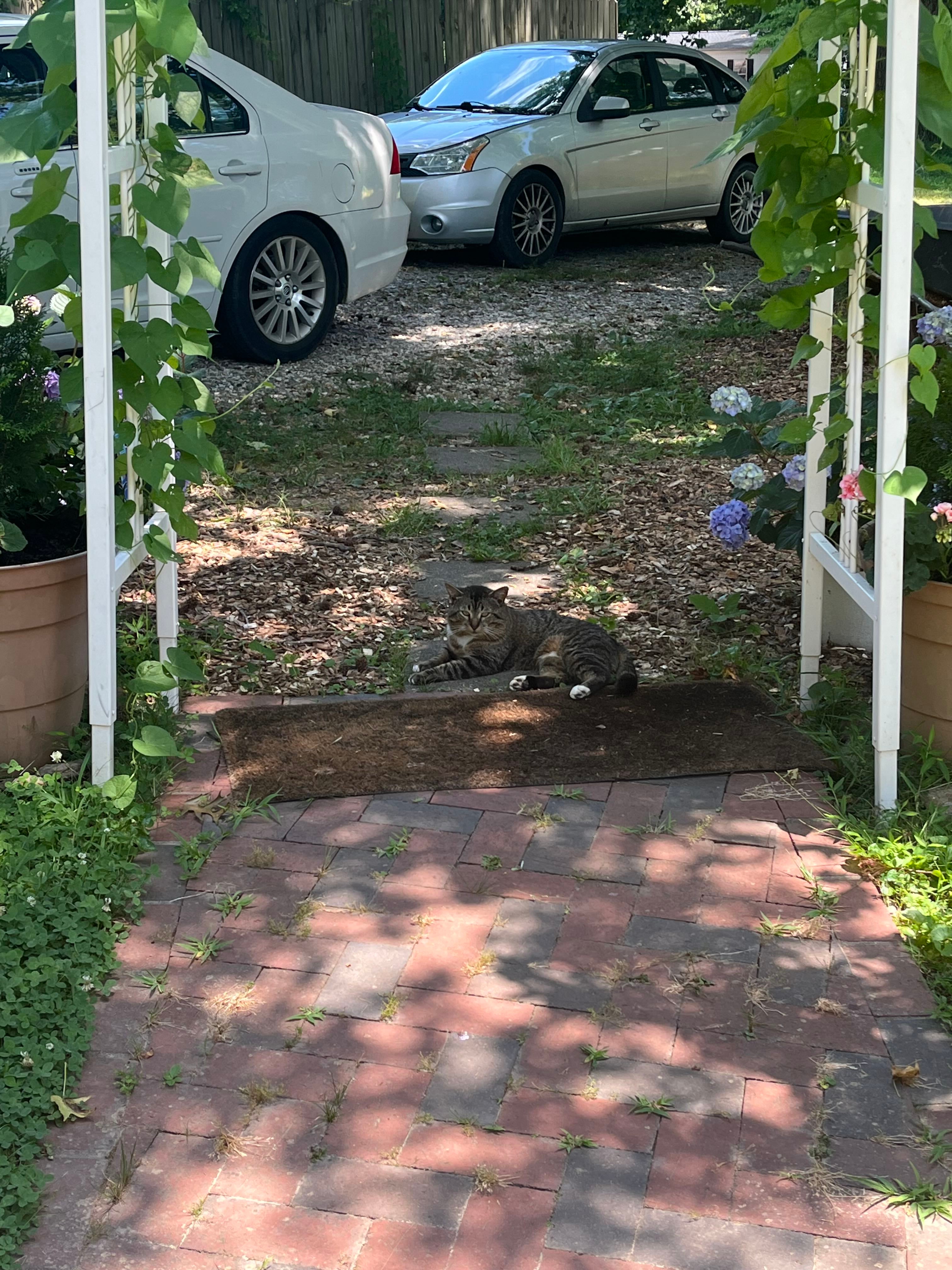 🎈 ColdTolerant Balloon Flower Hardiness Zones 3a9b