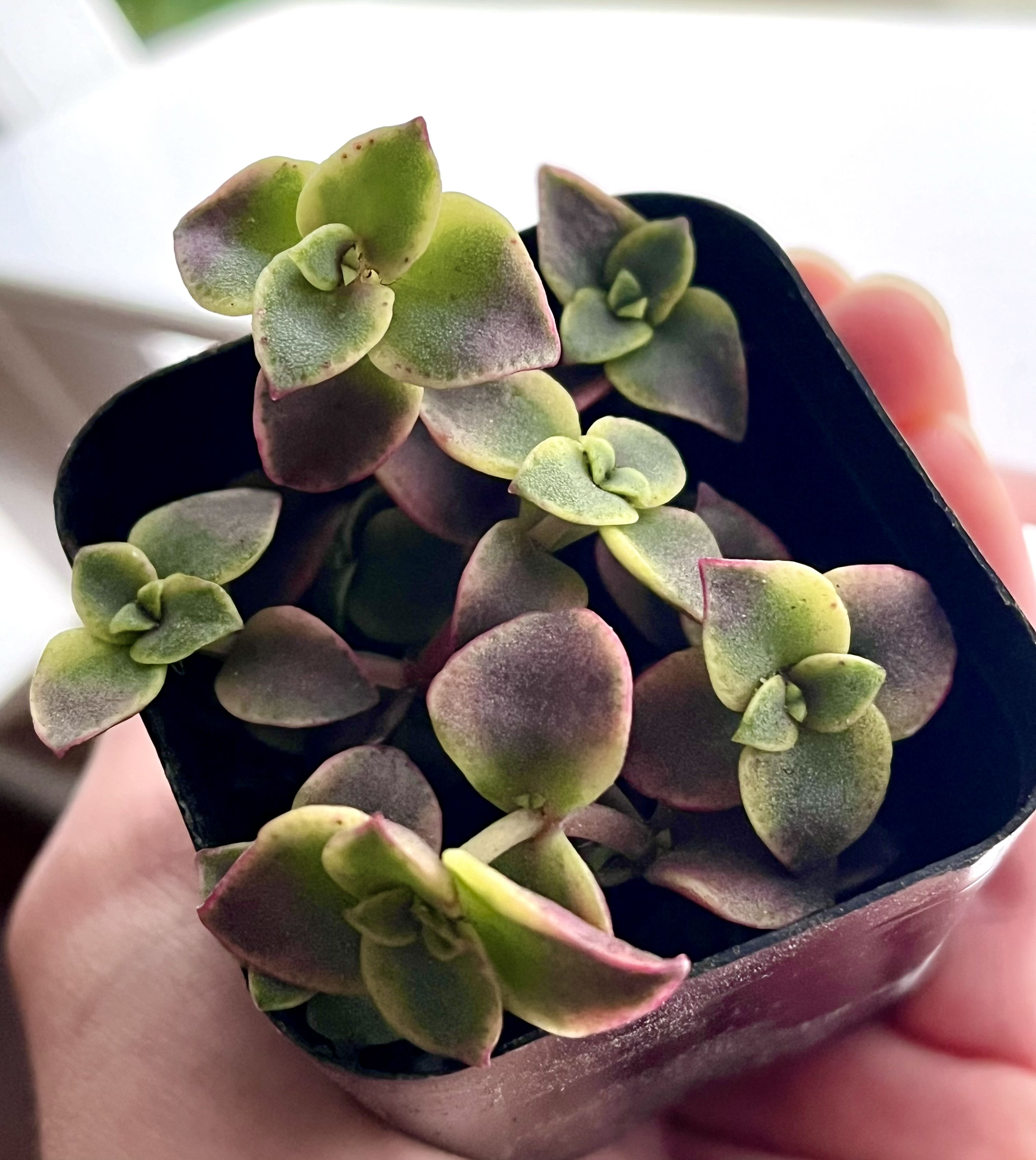 Photo from the post