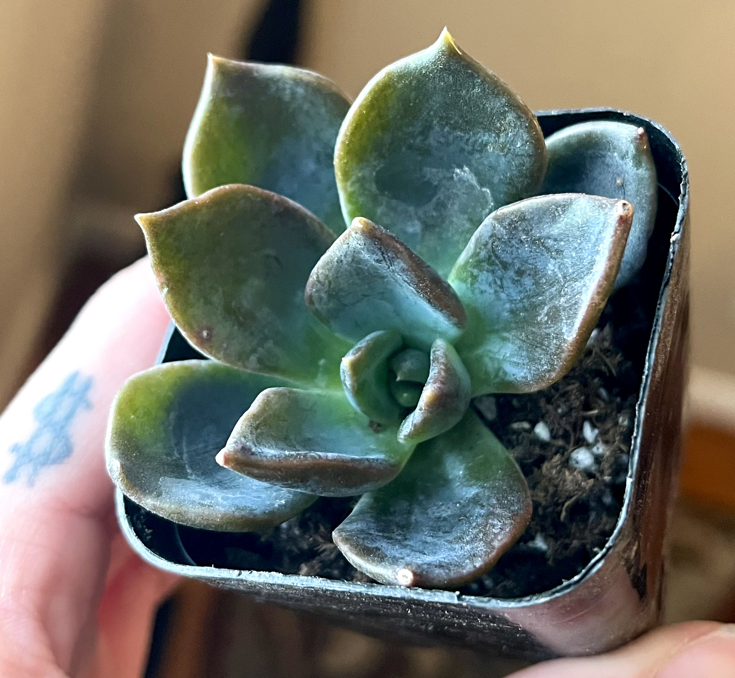 Photo from the post