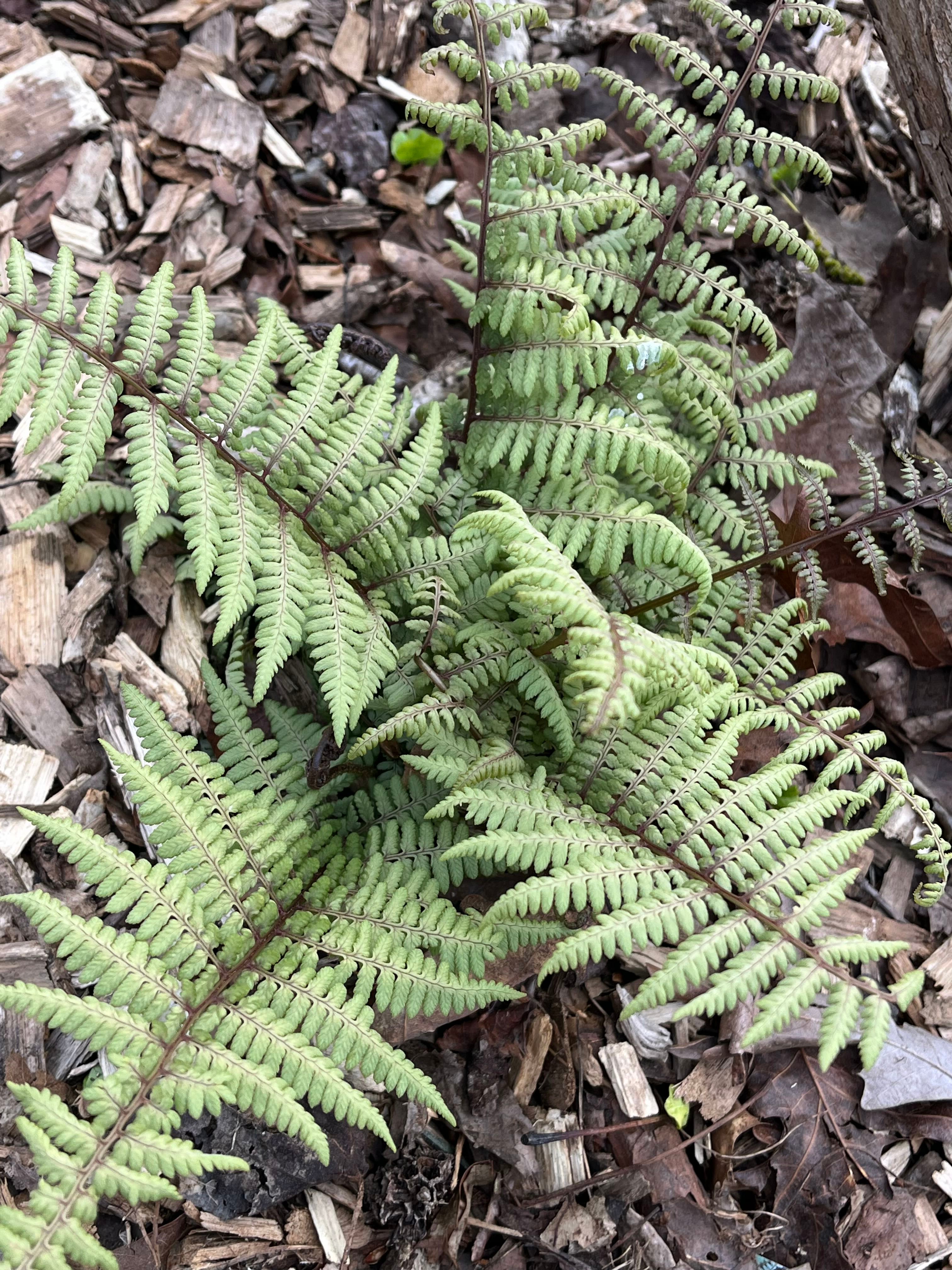 How to Care for Spinulose Wood Fern Mastering Water, Sunlight & More