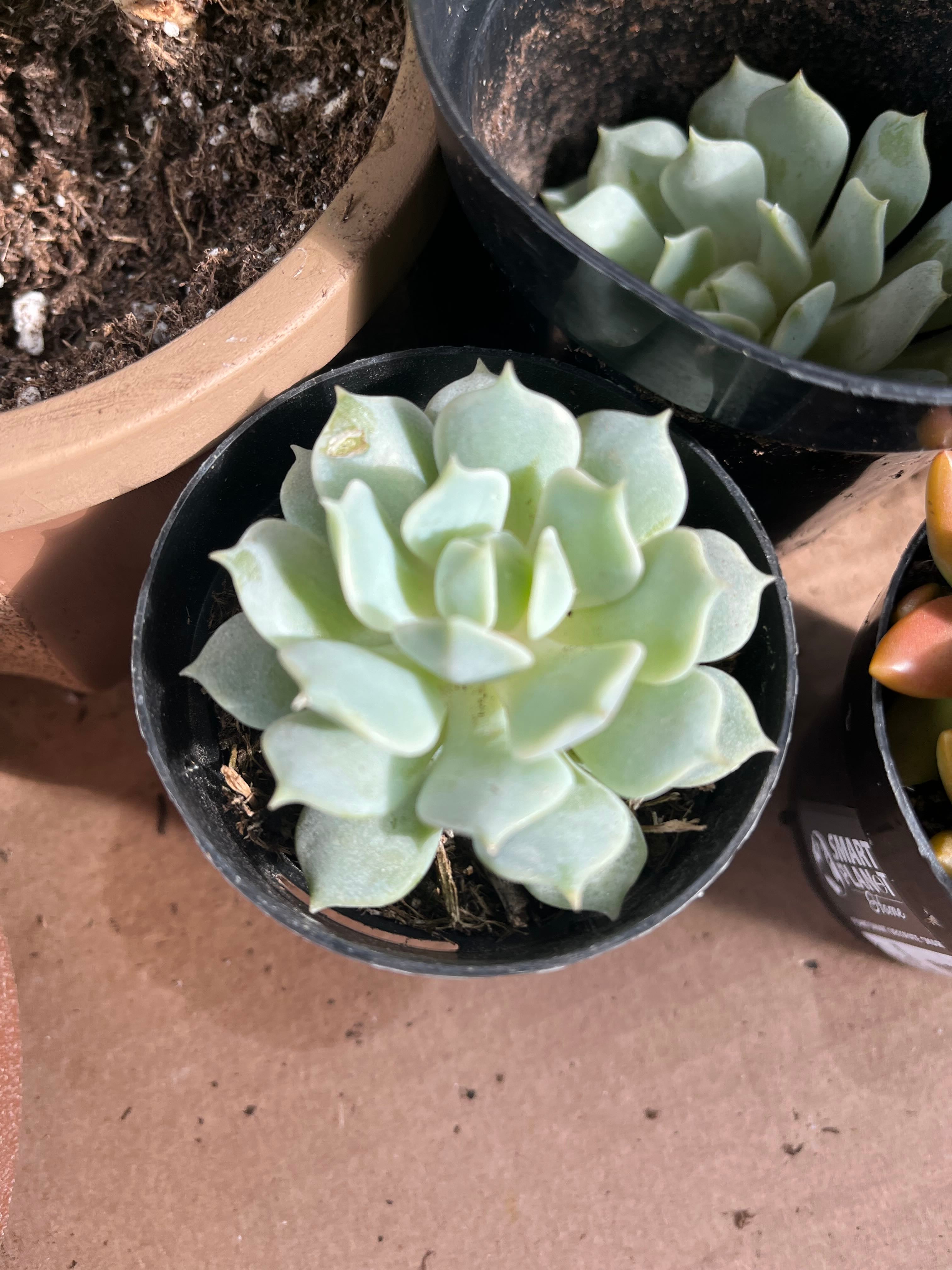 Autumn Sedum Is Safe for Humans