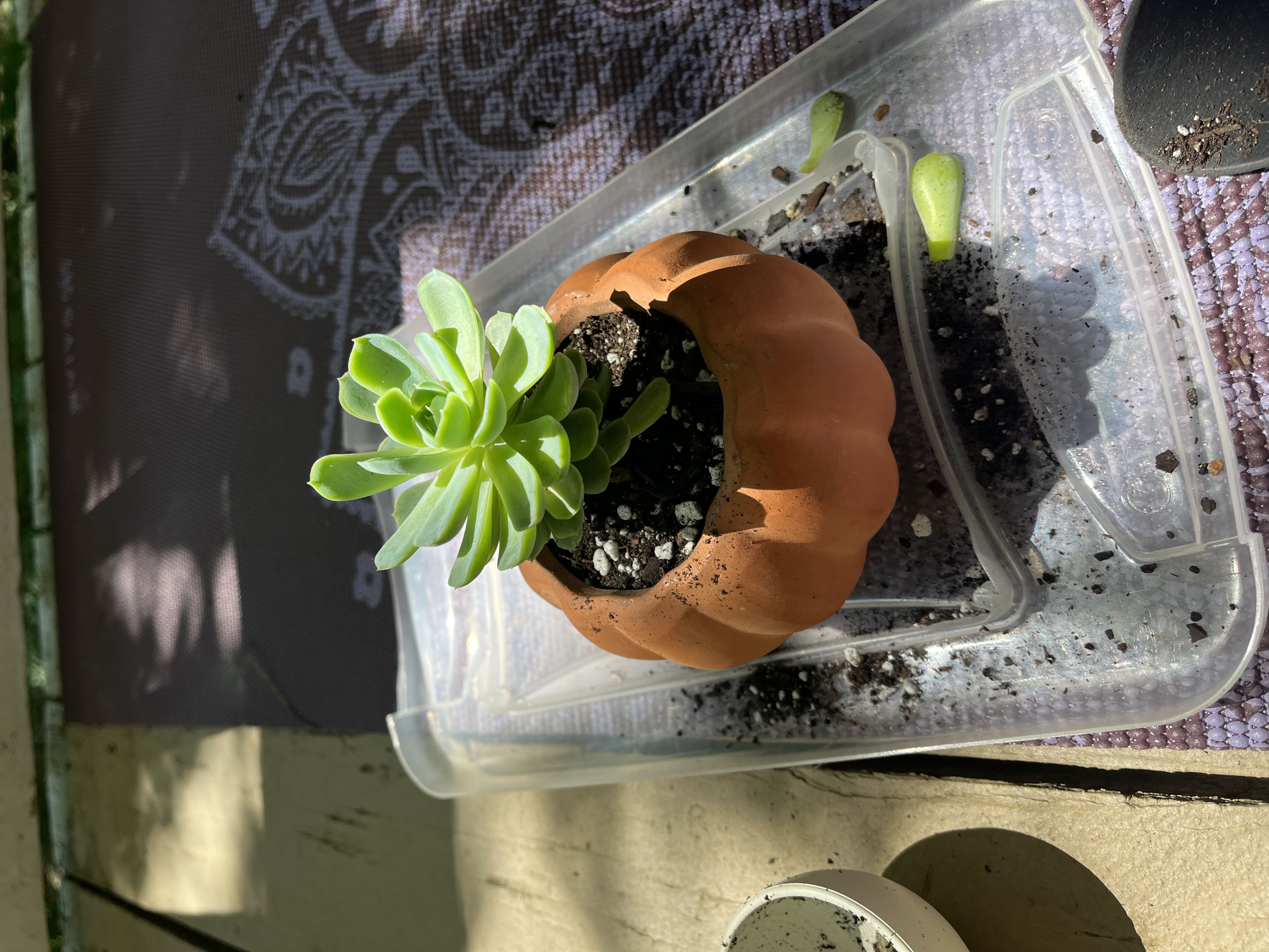 Photo from the post