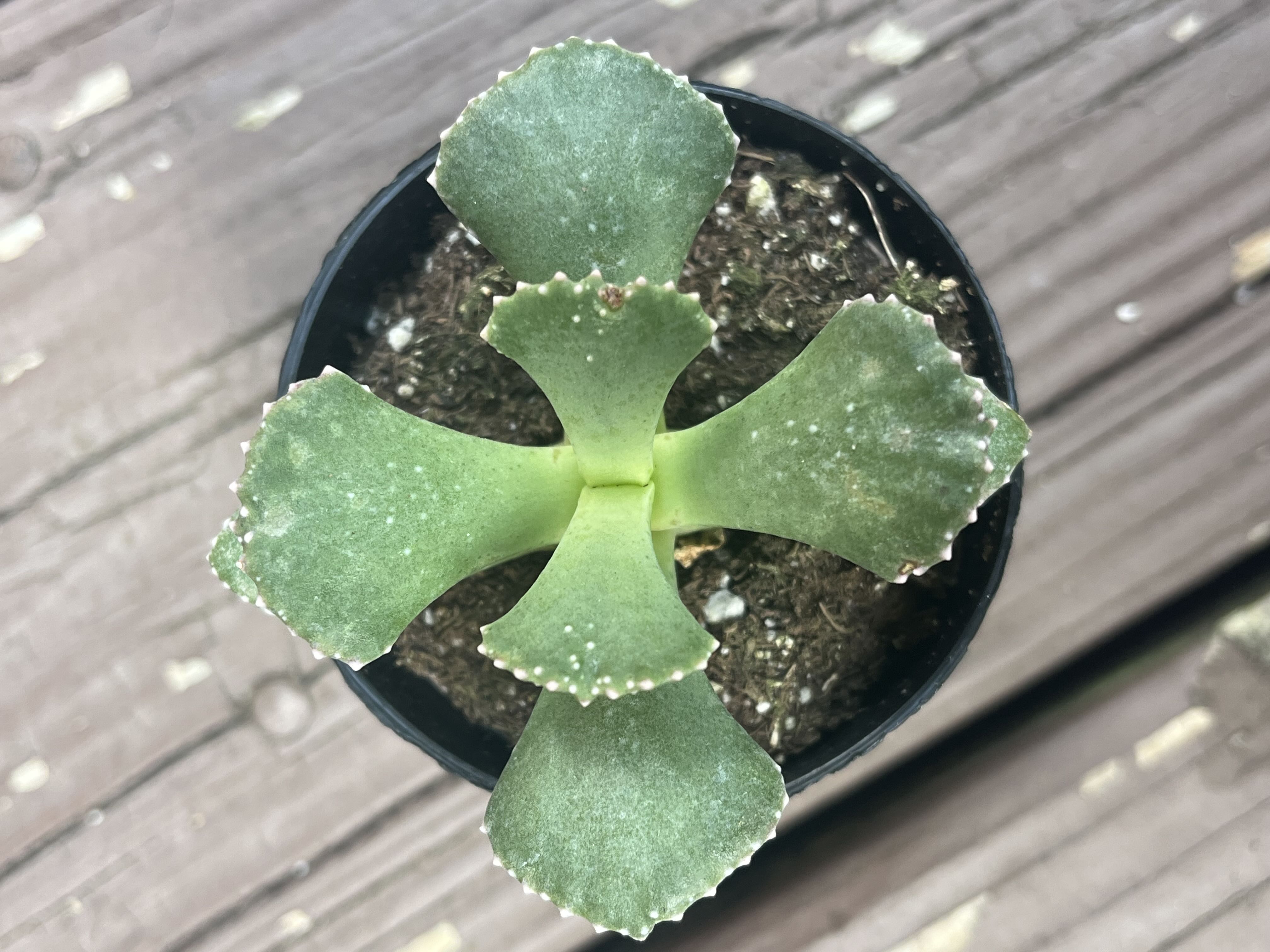 Photo from the post