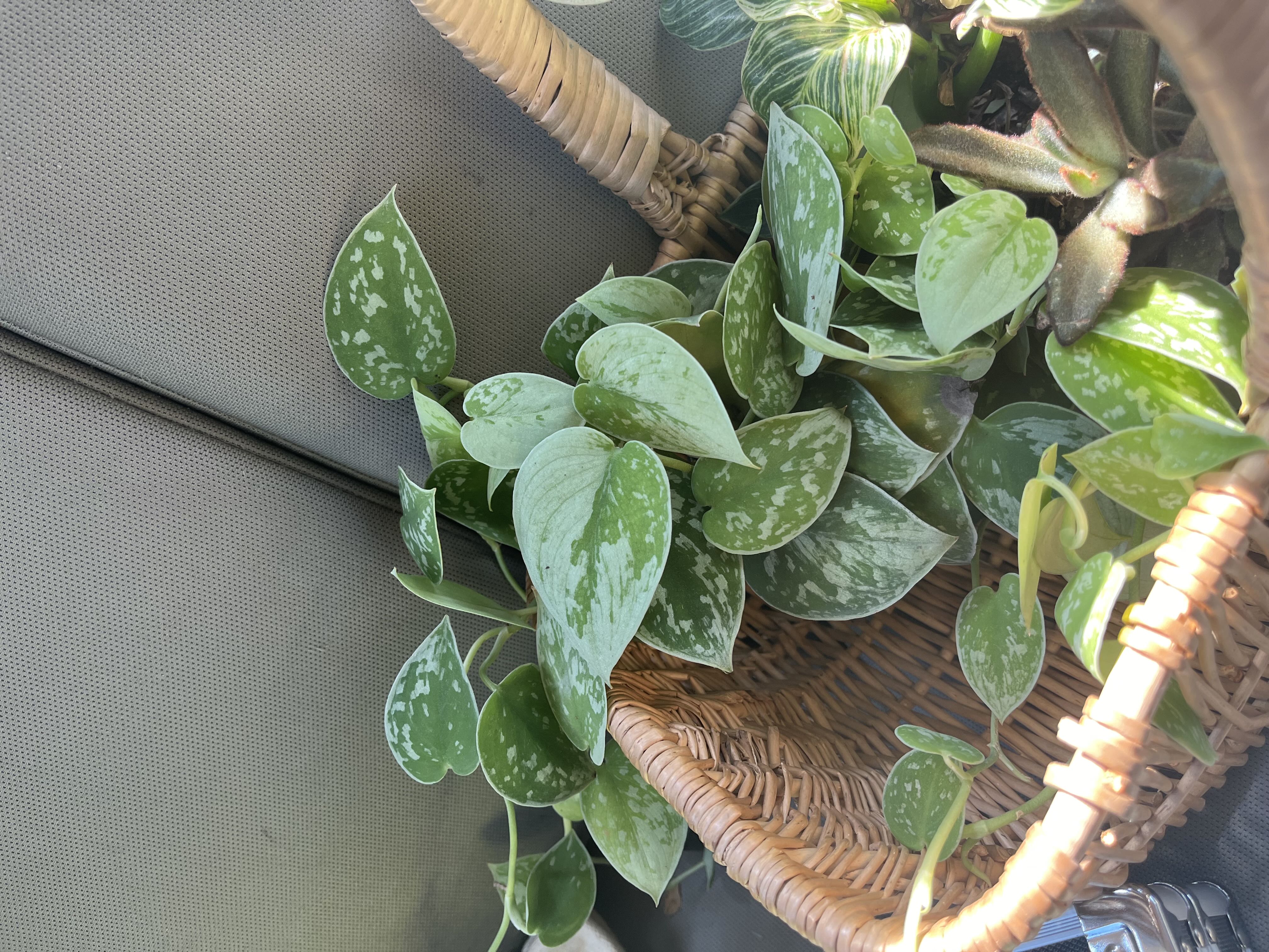 Photo from the post