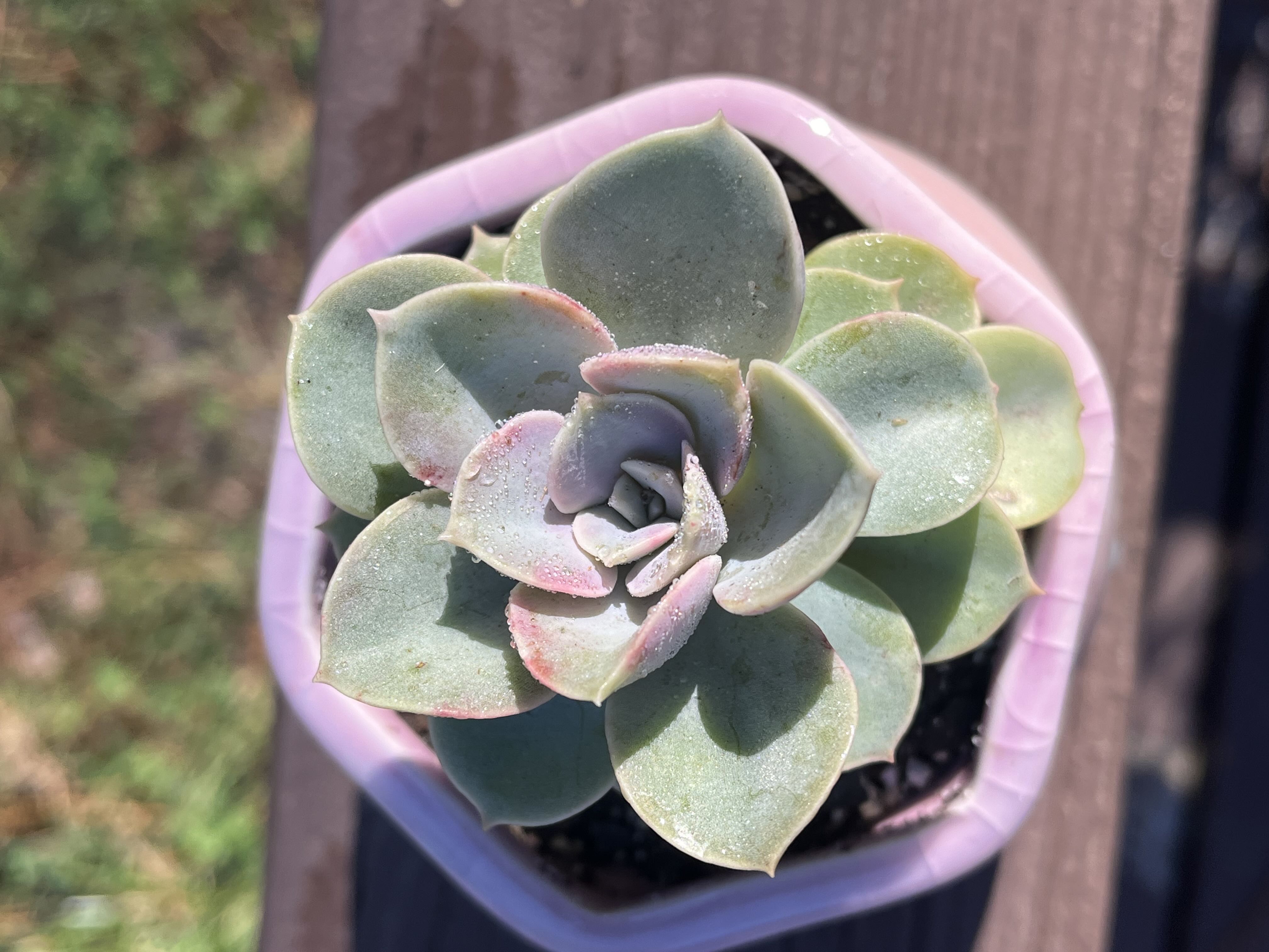 Photo from the post