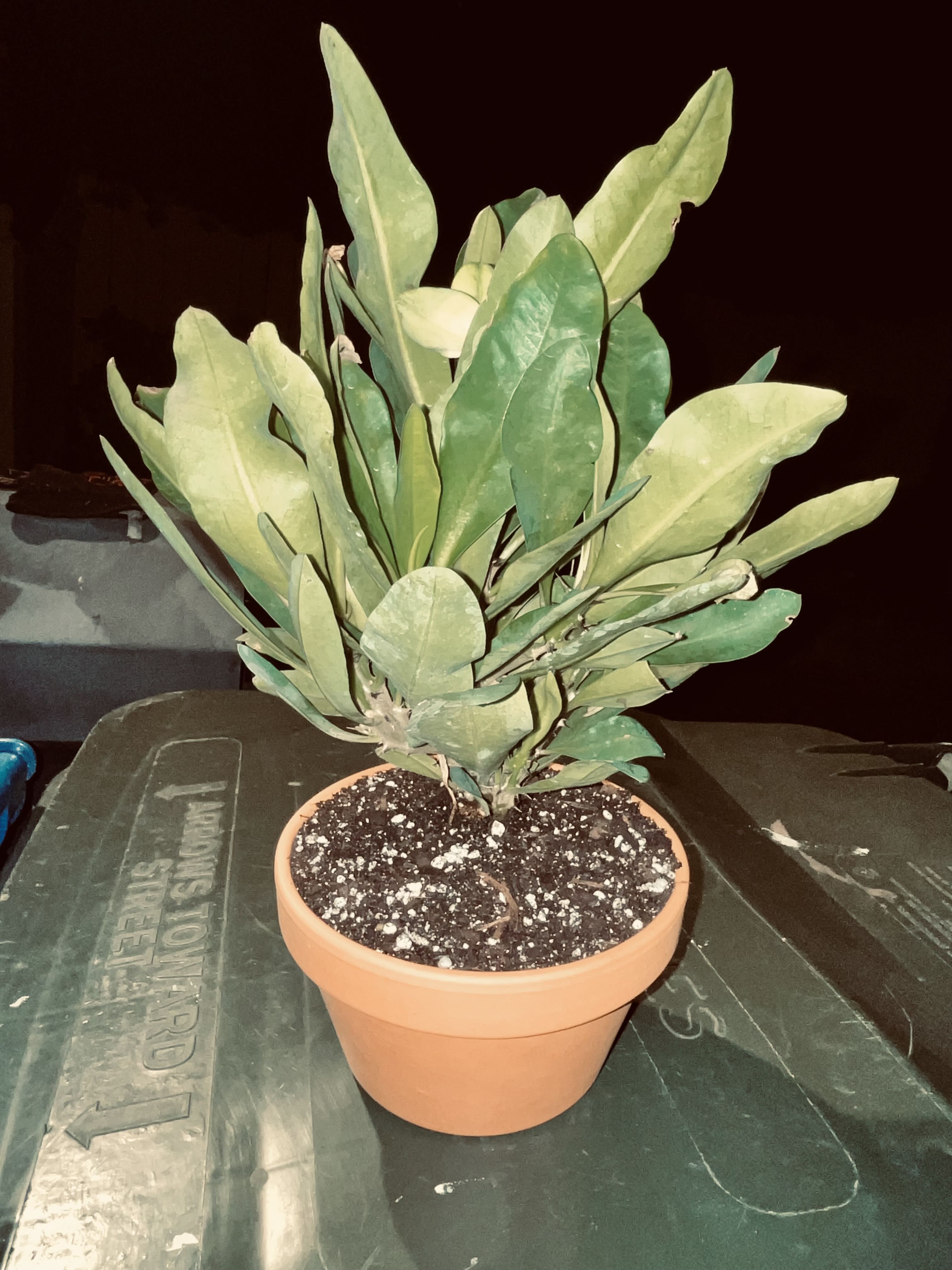 Photo from the post