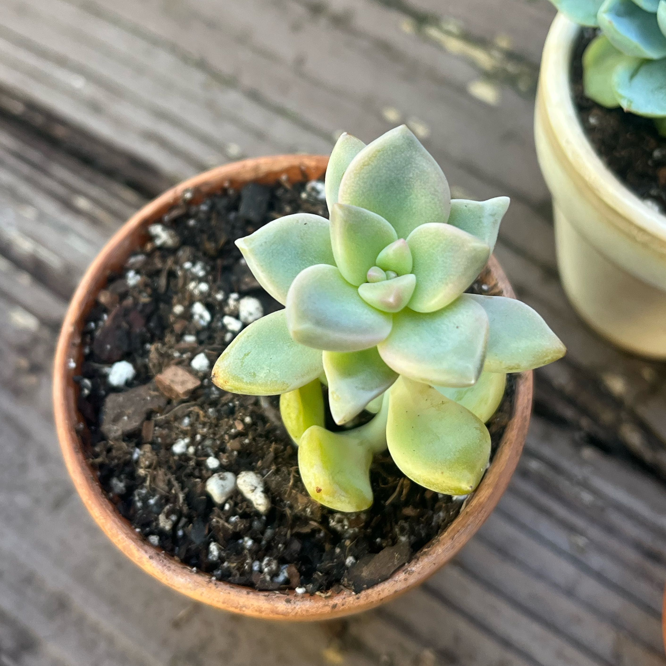 Photo of the plant species Graptopetalum 'Ghosty' by @TidyTigerpear named Lilith 🩵 on Greg, the plant care app