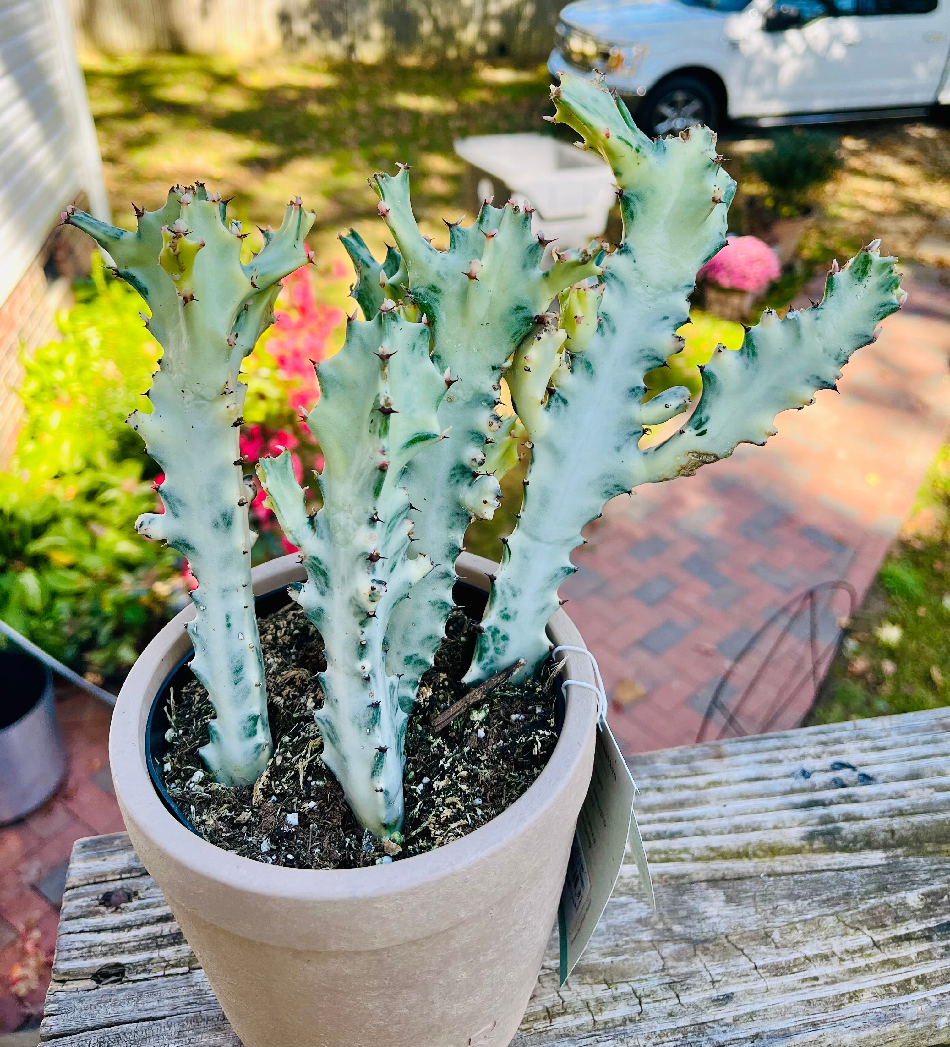 希少【海外実生】ユーフォルビア・コントルタ/Euphorbia Contorta 希少【海外実生】ユーフォルビア・コントルタ/Euphorbia Contorta 希少