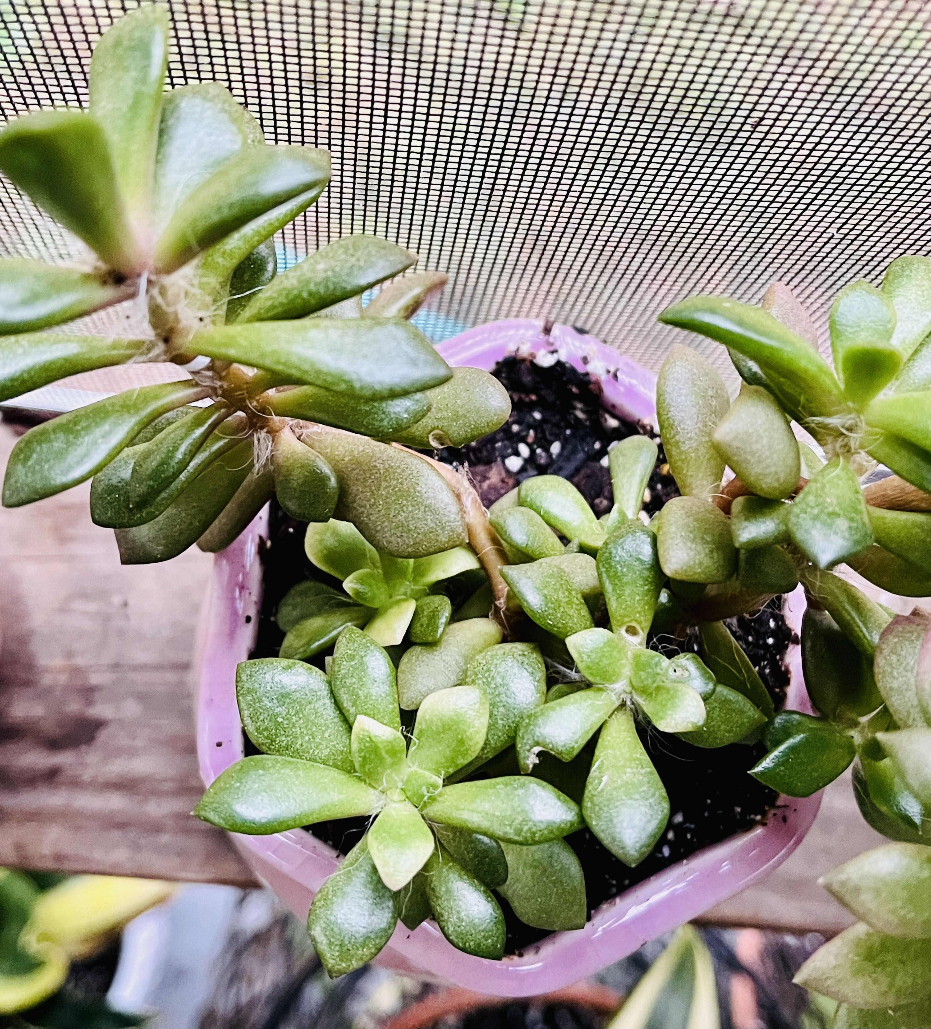 Photo from the post