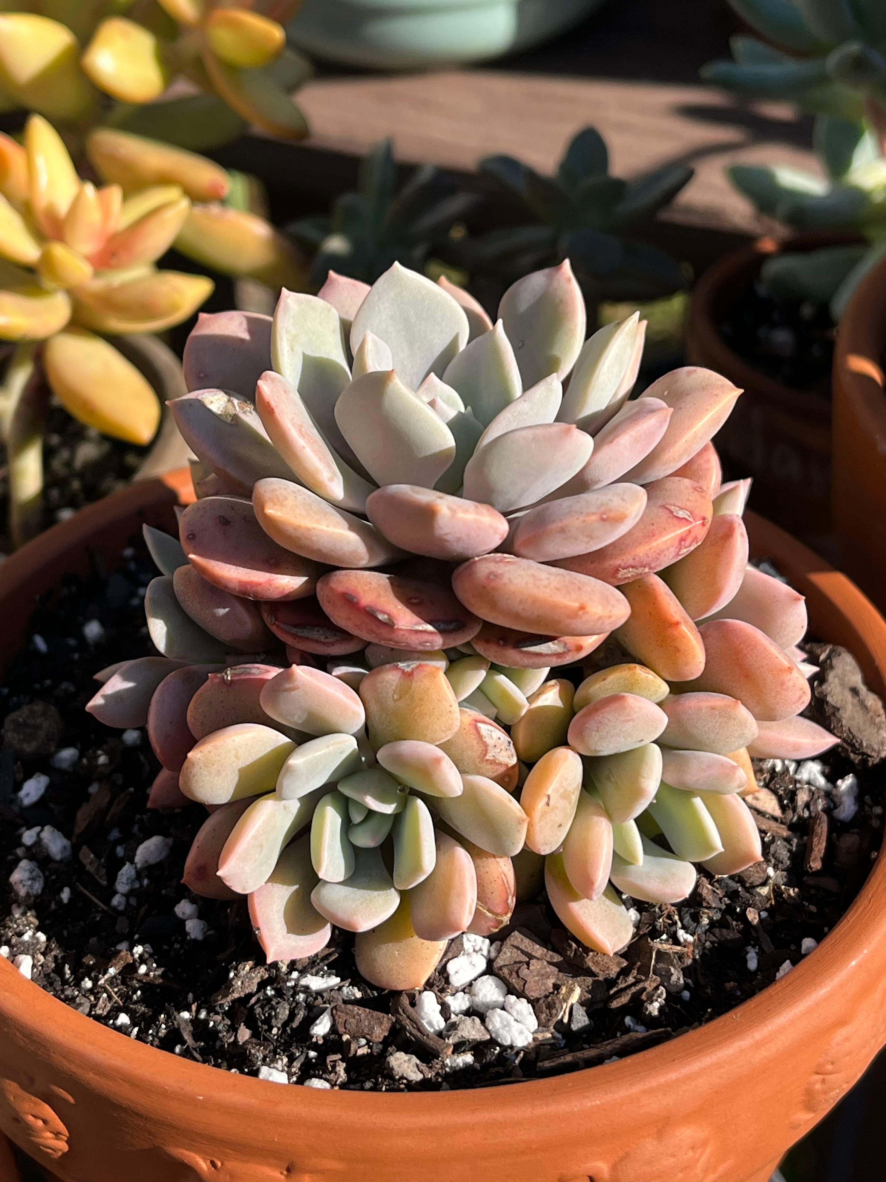Keep Your Echeveria 'Snow Bunny' Alive: Light, Water & Care