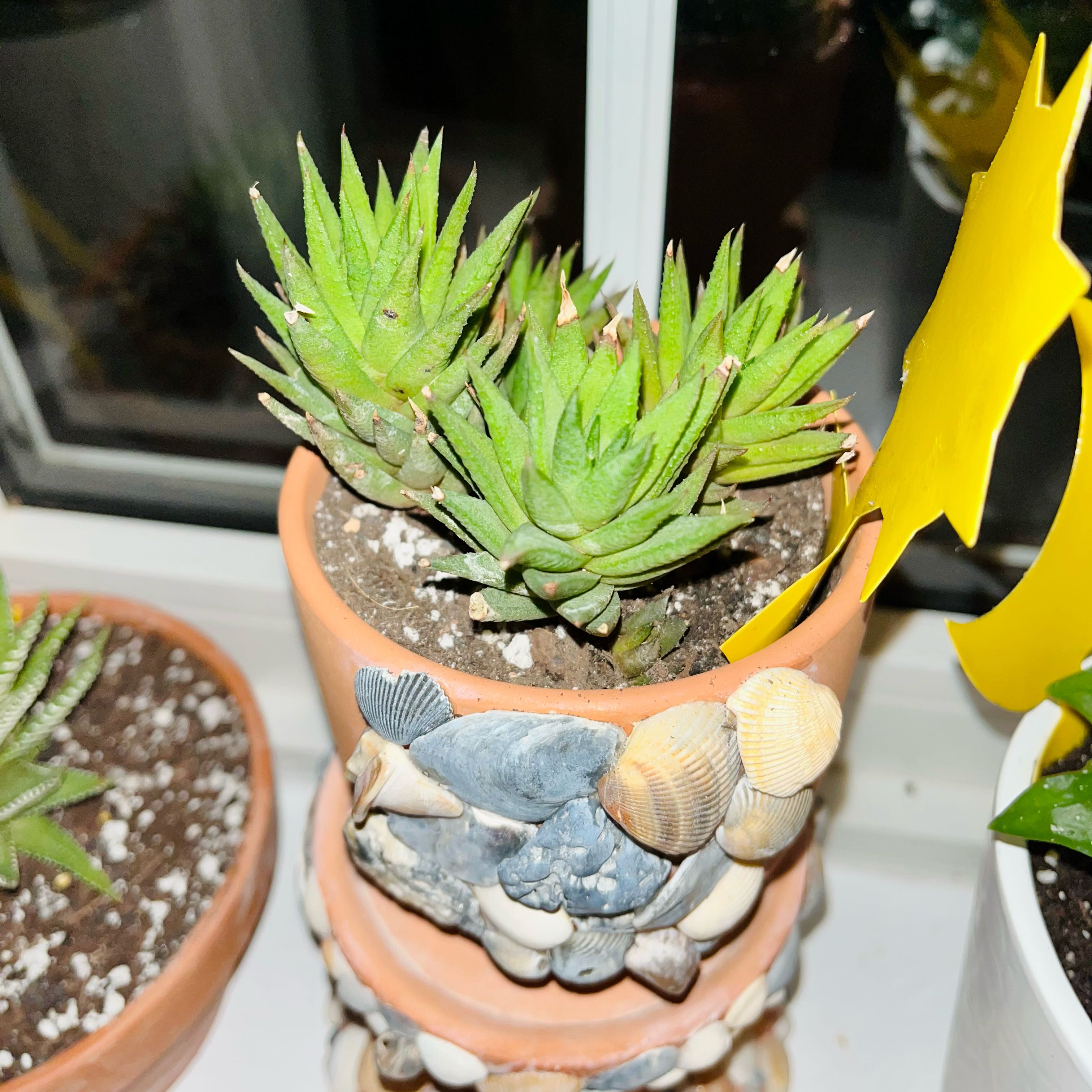 Photo of the plant species Narrow-leaved Haworthia by @TidyTigerpear named Sanders on Greg, the plant care app