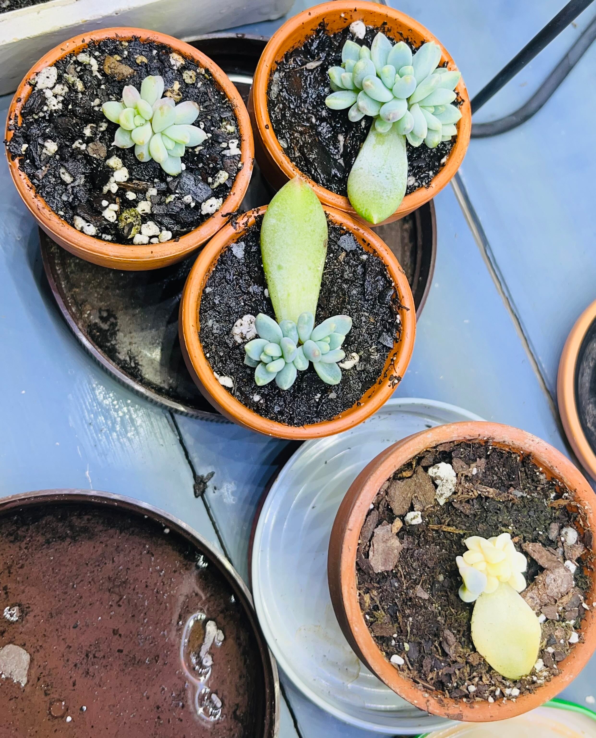 Echeveria 'Jennifer' Plant Care: Water, Light, Nutrients | Greg App 🌱