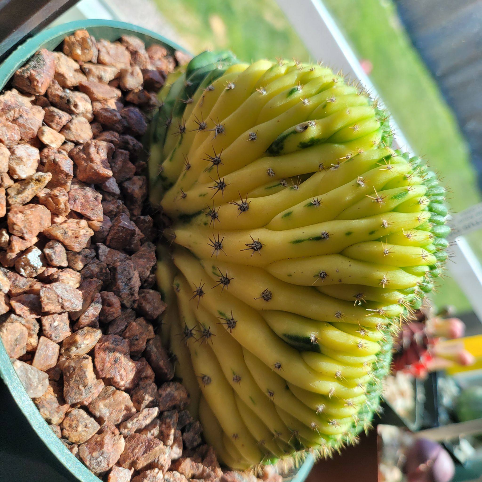 Photo of the plant species Crested variegated San Pedro by @KookyCowbane named Kendall on Greg, the plant care app