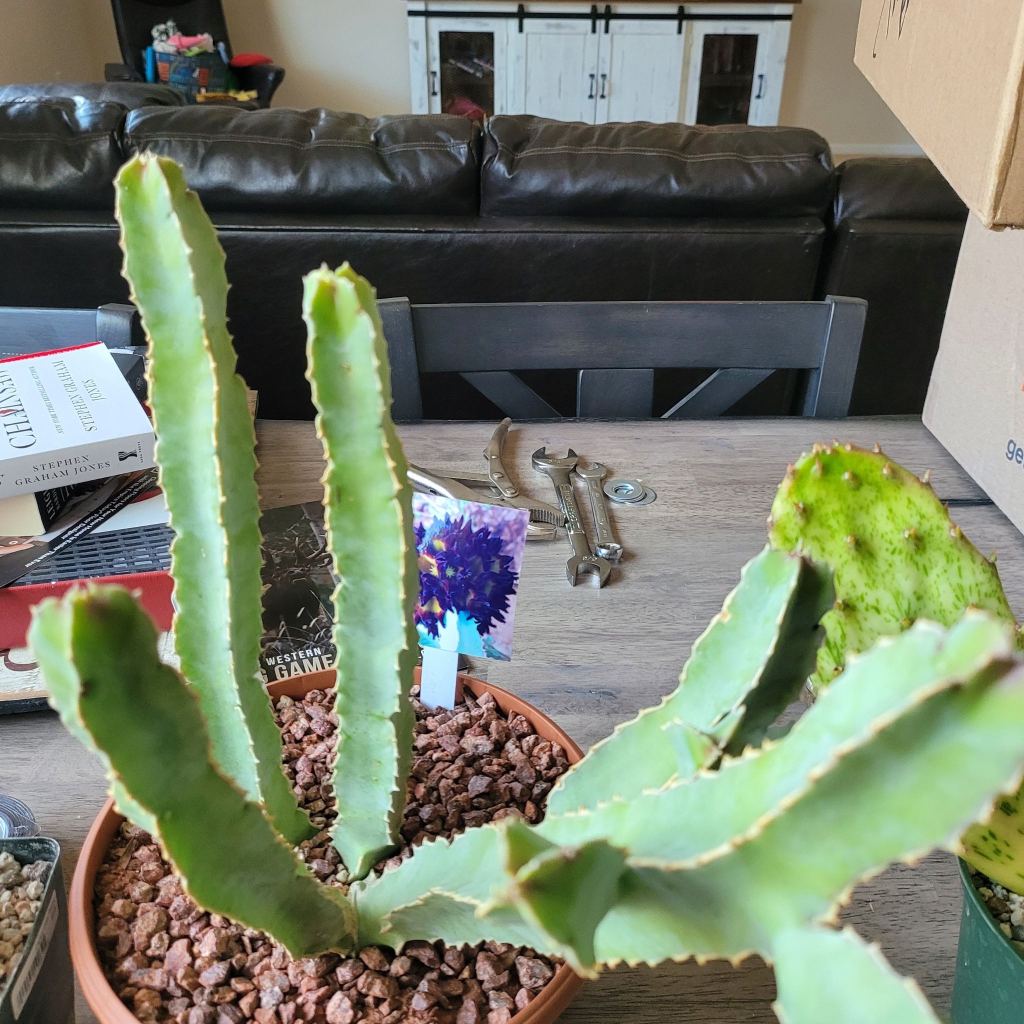 Photo of the plant species Caralluma Speciose by @KookyCowbane named Nemo on Greg, the plant care app
