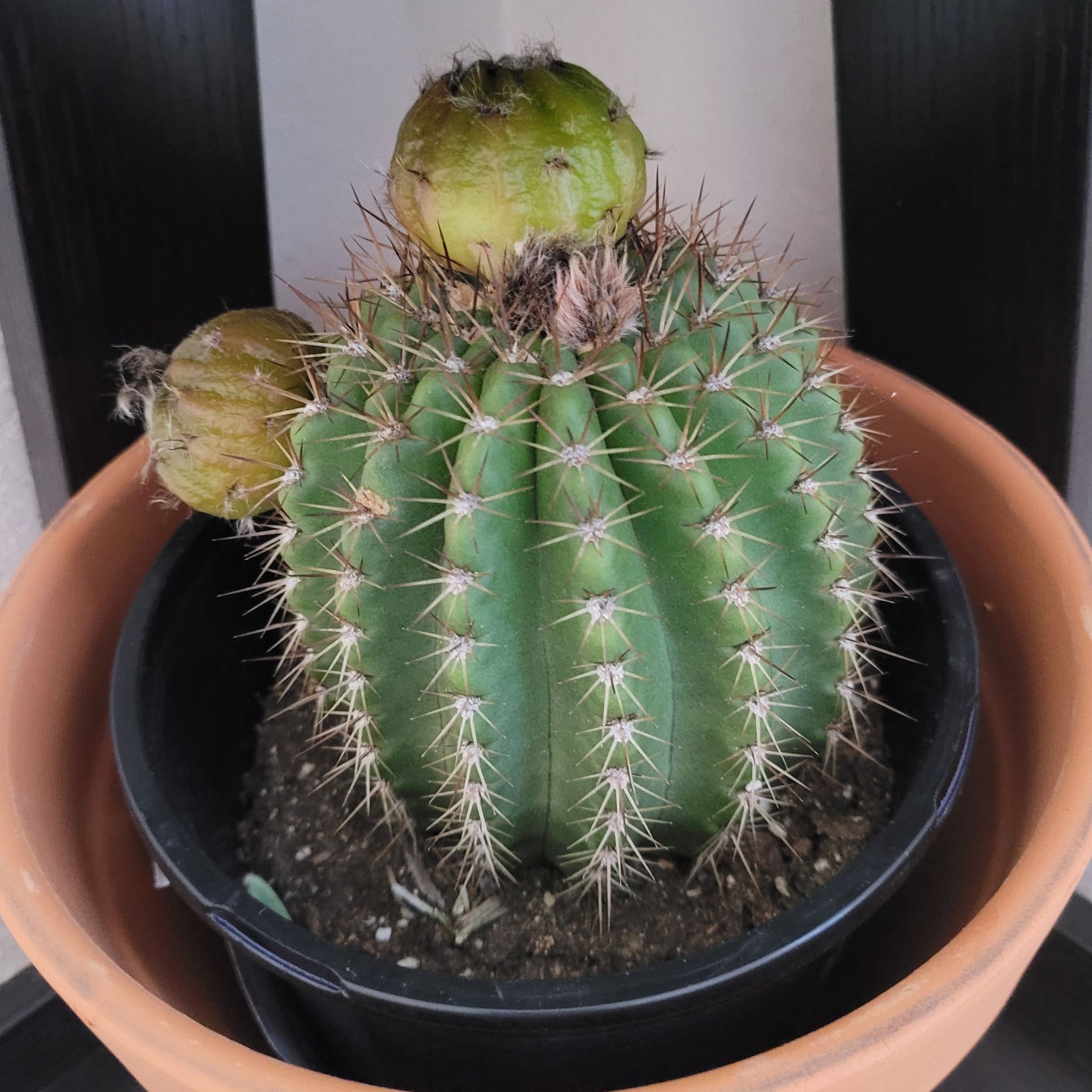 Torch Cactus in a pot with visible soil, well-framed and in focus.