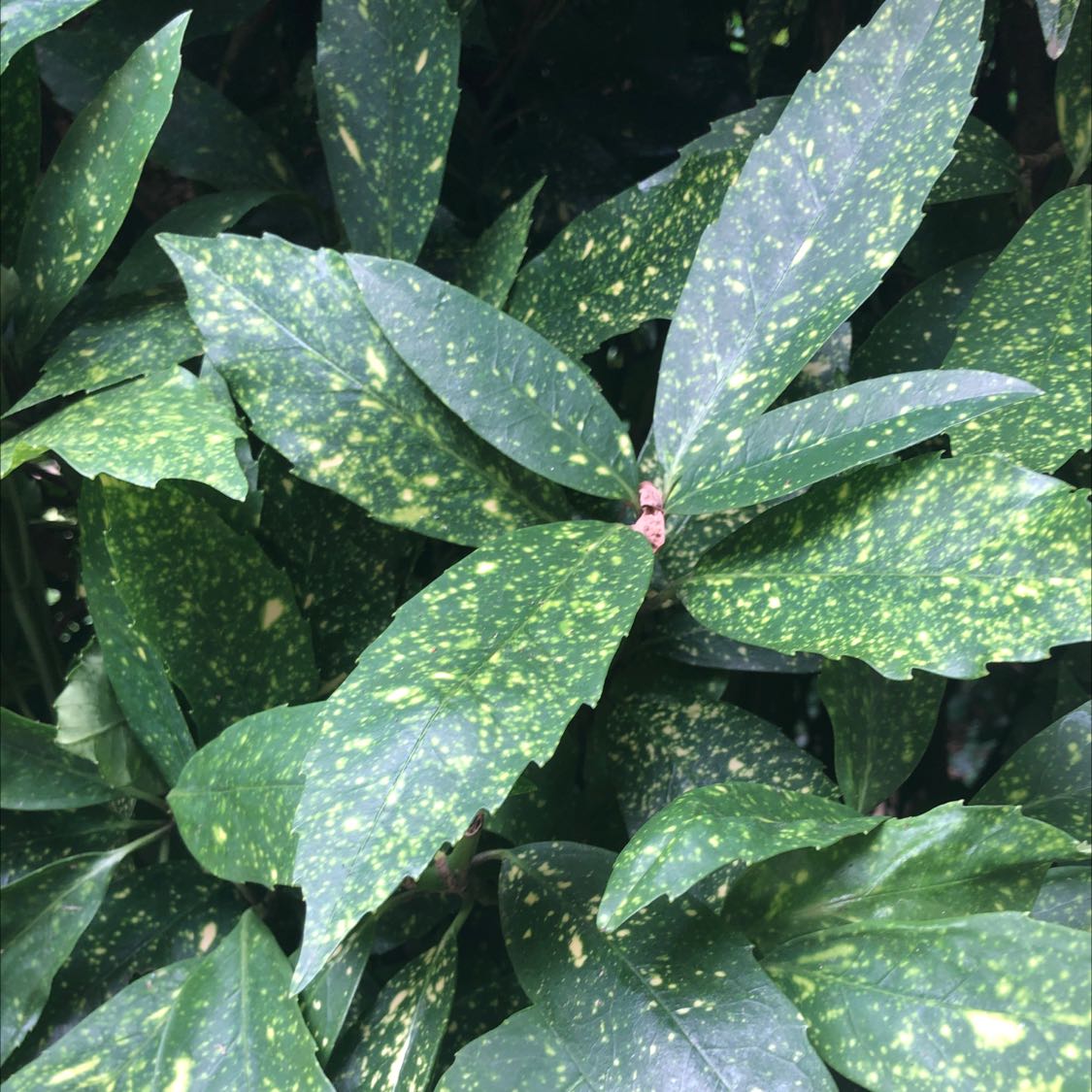 Close-up of healthy Japanese Laurel leaves with speckled green and white variegation in an overlapping pattern.