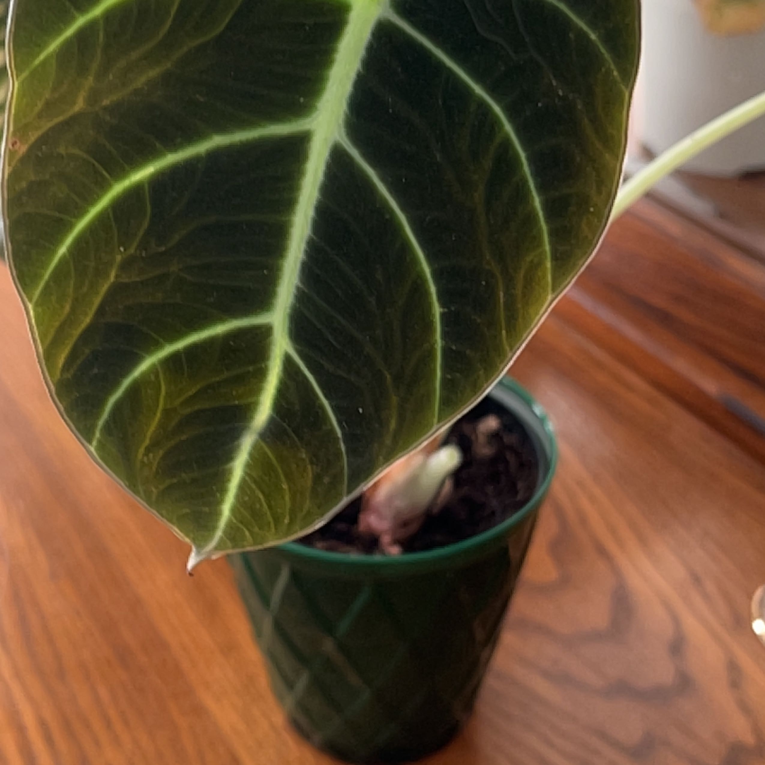 Black Velvet Alocasia plant in a green pot with a healthy leaf.