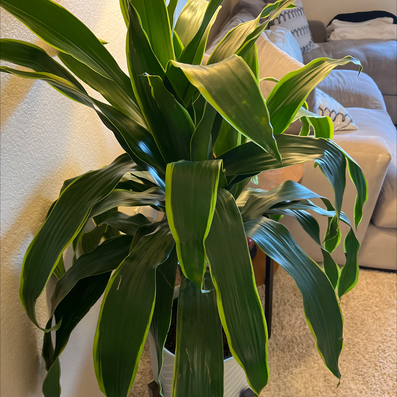 Photo of the plant species Deremensis Pele by @ChristianP named Homer on Greg, the plant care app