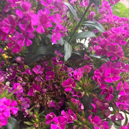 Photo of the plant species Dianthus 'Supra Purple' by @ChristianP named Terra on Greg, the plant care app