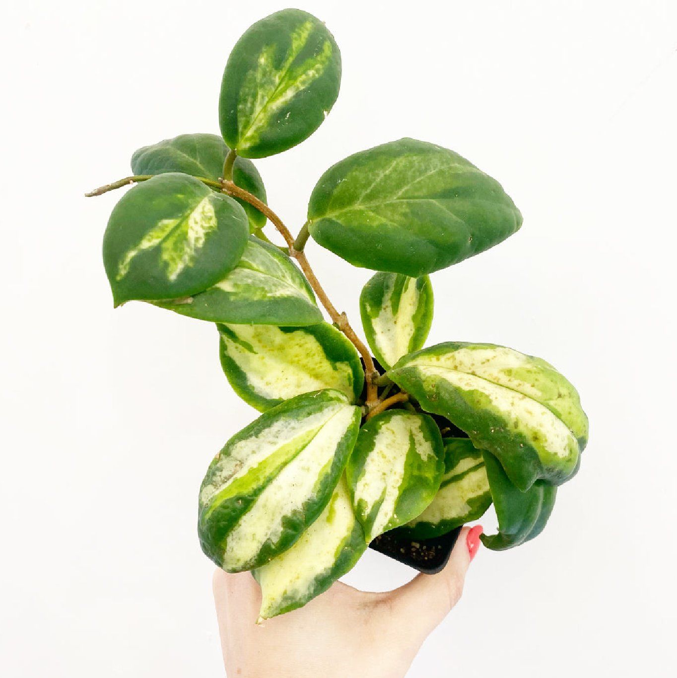 Photo of the plant species Hoya Moonshadow by @FreshSweetleaf named Wall-E on Greg, the plant care app