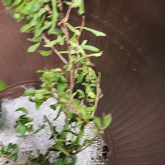 Photo of the plant species Pomegranate 'Legrelleae' by @TrustyPoisonivy named Pomegranate on Greg, the plant care app