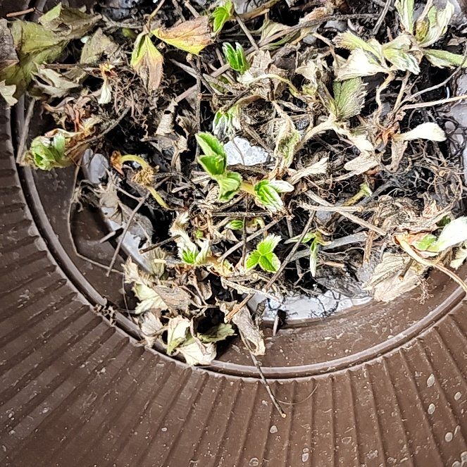 Photo of the plant species White Strawberry by @TrustyPoisonivy named Pineberry on Greg, the plant care app