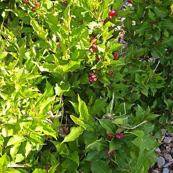 Photo of the plant species Alpine Honeysuckle by @SkilledDovetree named Lebron on Greg, the plant care app
