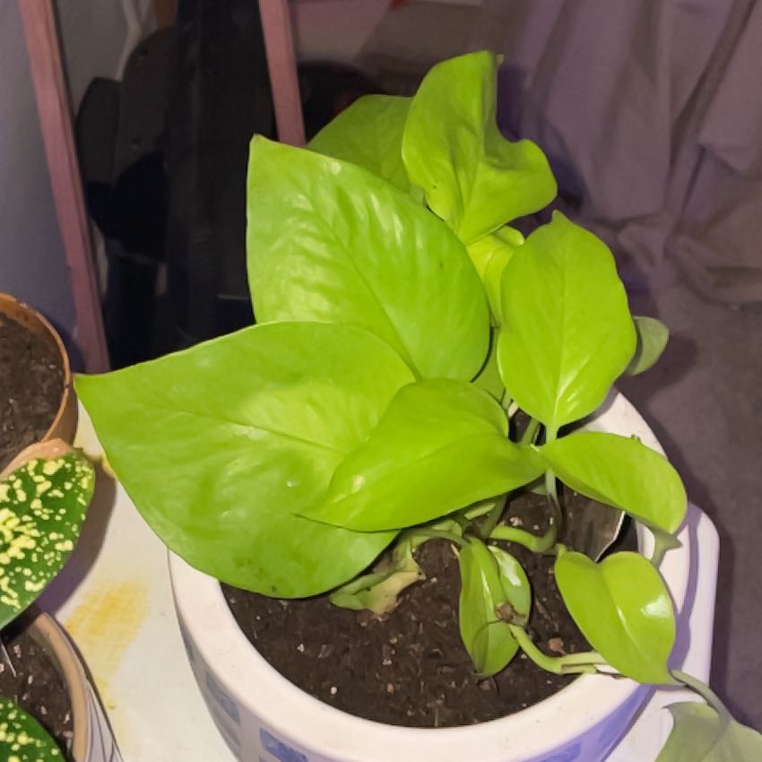 sheldon A plant by RationalKanna on Greg