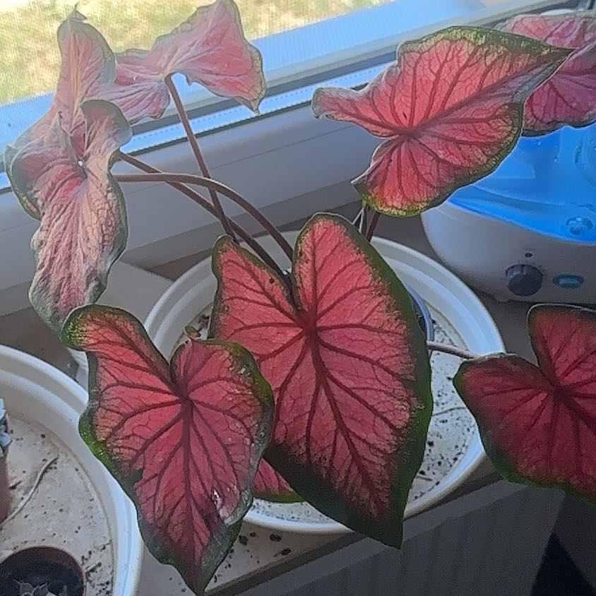 Photo of the plant species Puppy Love Caladium by @GreatBluesage named Michelle Branch on Greg, the plant care app