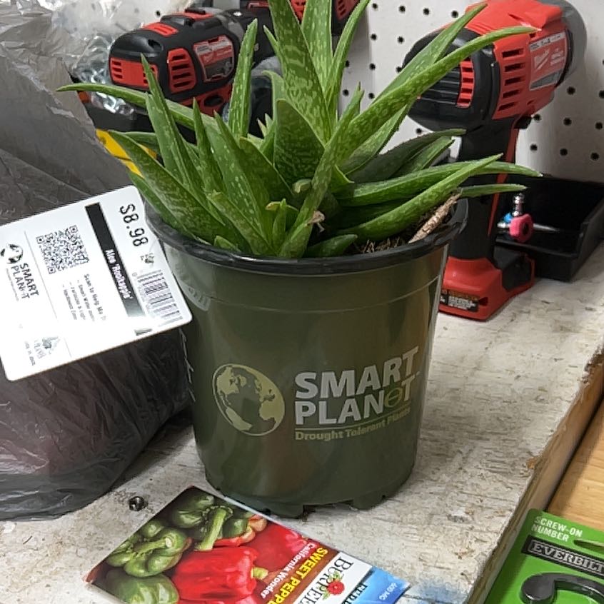 Photo of the plant species Aloe 'Rooikappie' by @CleanPalmier named Leonardo on Greg, the plant care app