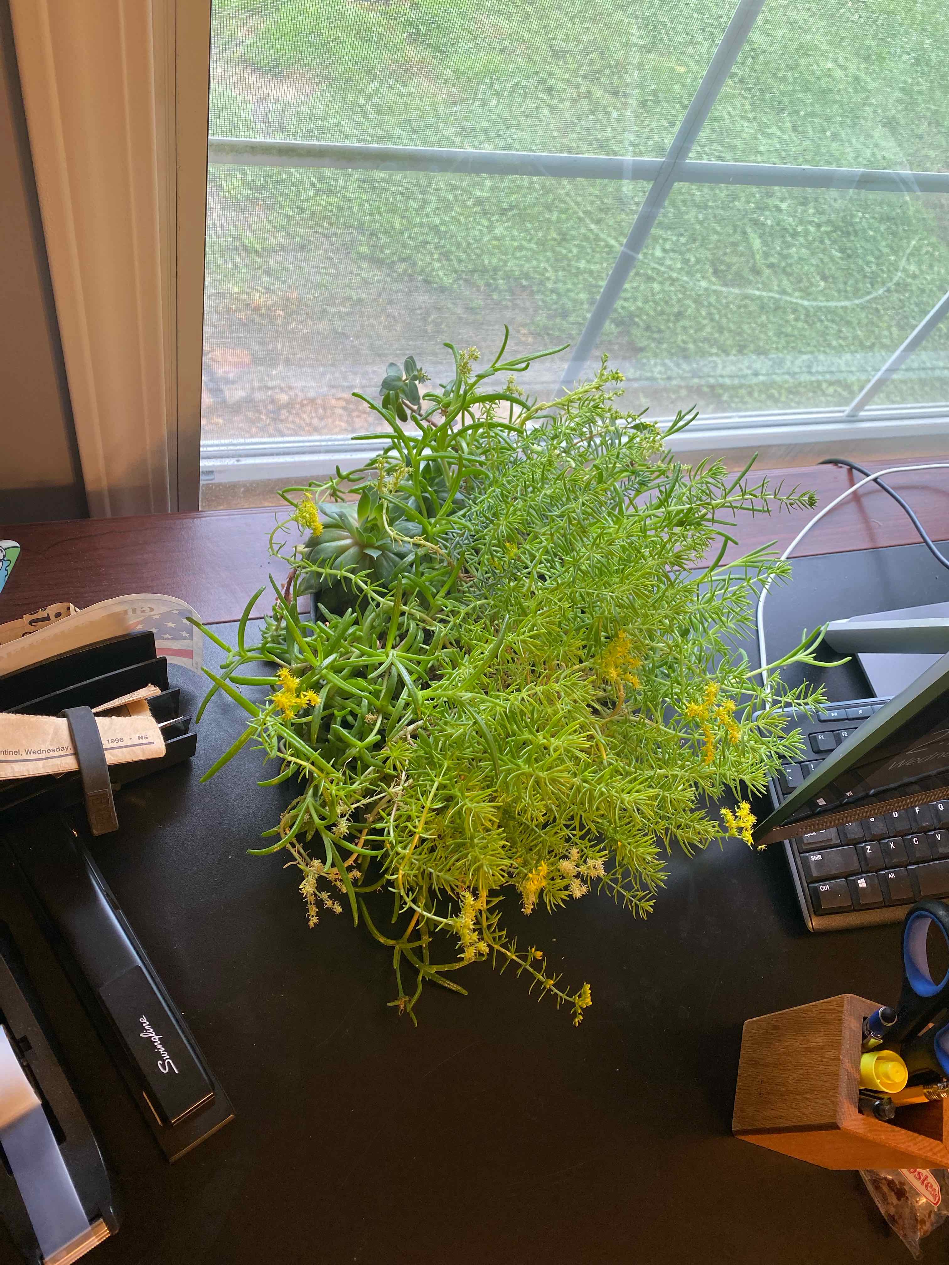 Healthy Iceplant on a desk near a window with vibrant green foliage.