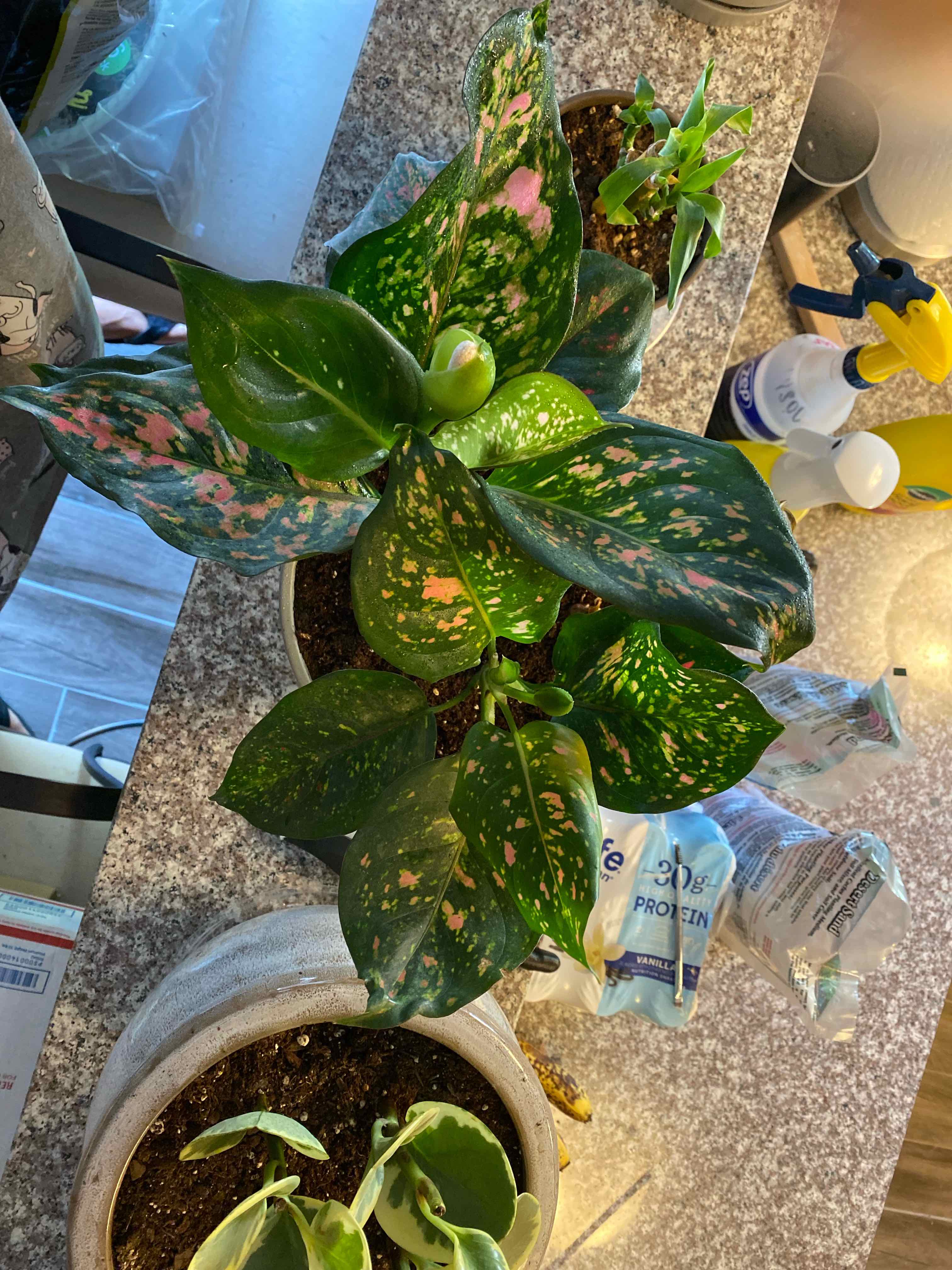 Pink Dalmatian Aglaonema plant with variegated leaves featuring pink spots. Soil and multiple plants visible.