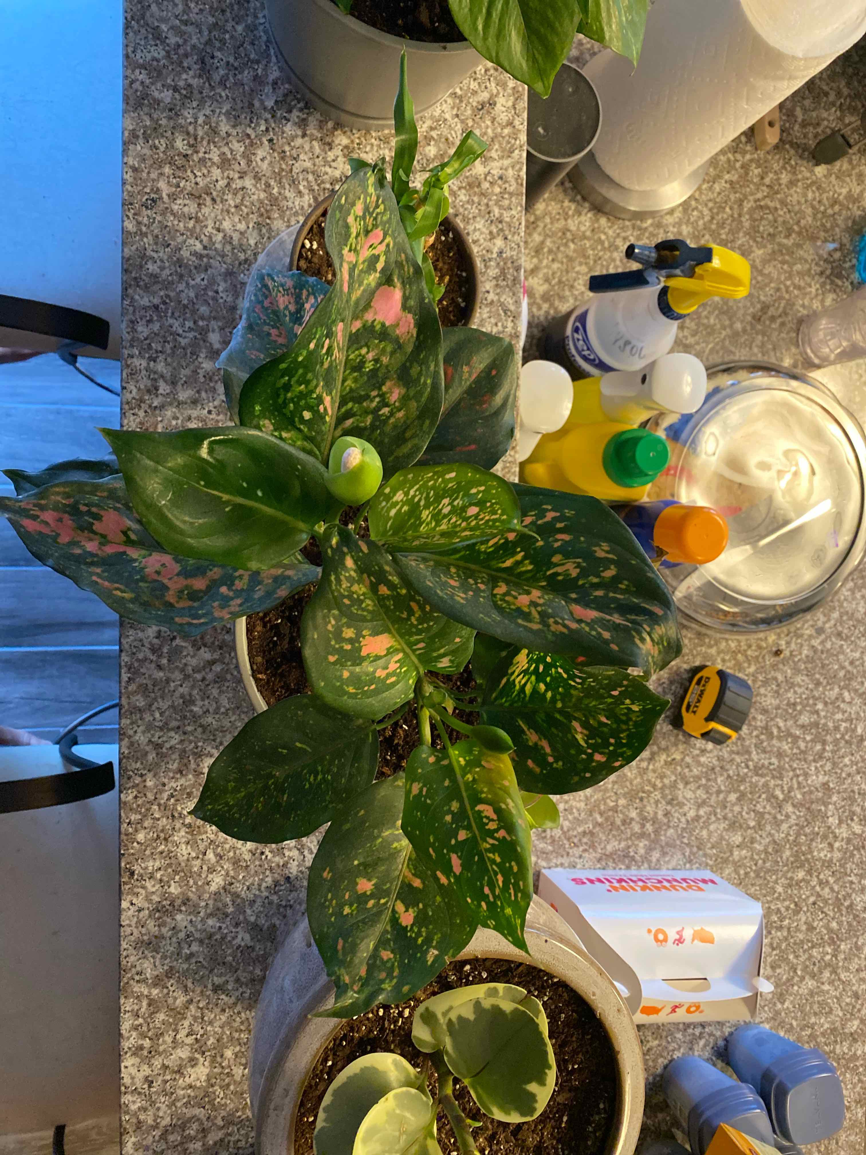 Pink Dalmatian Aglaonema plant with variegated leaves in a pot, soil visible.