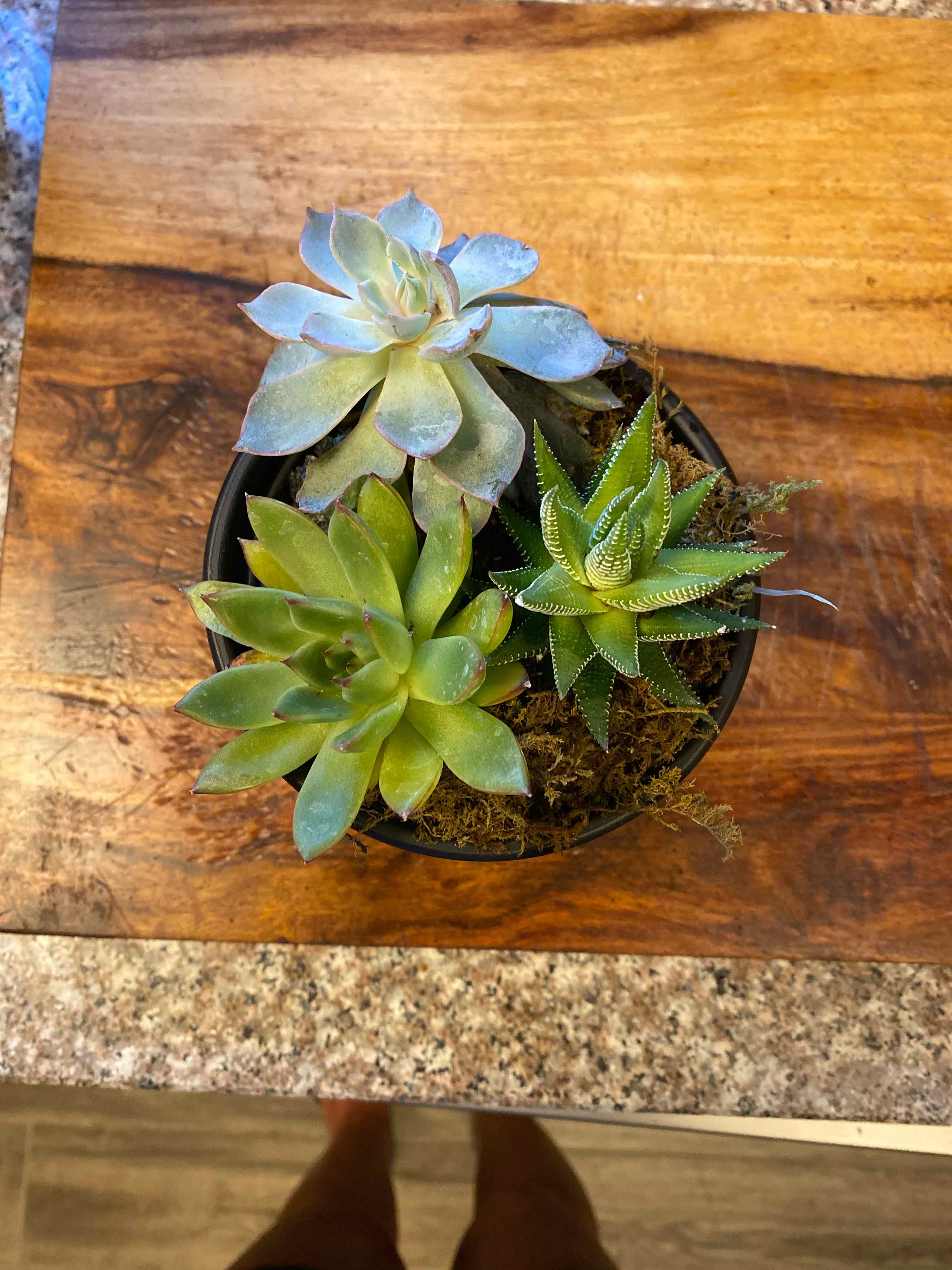Potted arrangement of three succulent plants, including Graptosedum 'Ghosty', on a wooden surface.